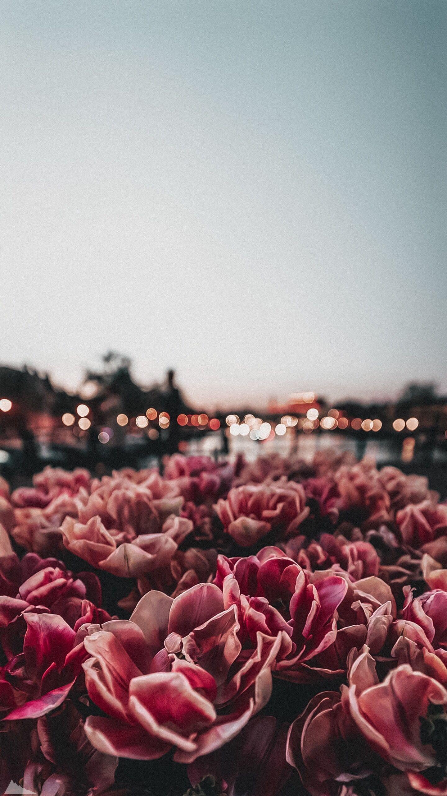 1440x2560 Flower wallpaper for phone. Flower phone wallpaper, Background phone wallpaper, iPhone wallpaper hipster