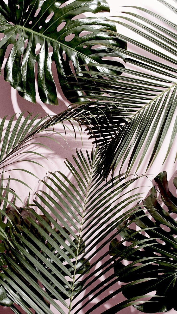 736x1308 ✦ᴍᴇʀᴇʟ. Plant wallpaper, Aesthetic wallpaper, Landscape illustration
