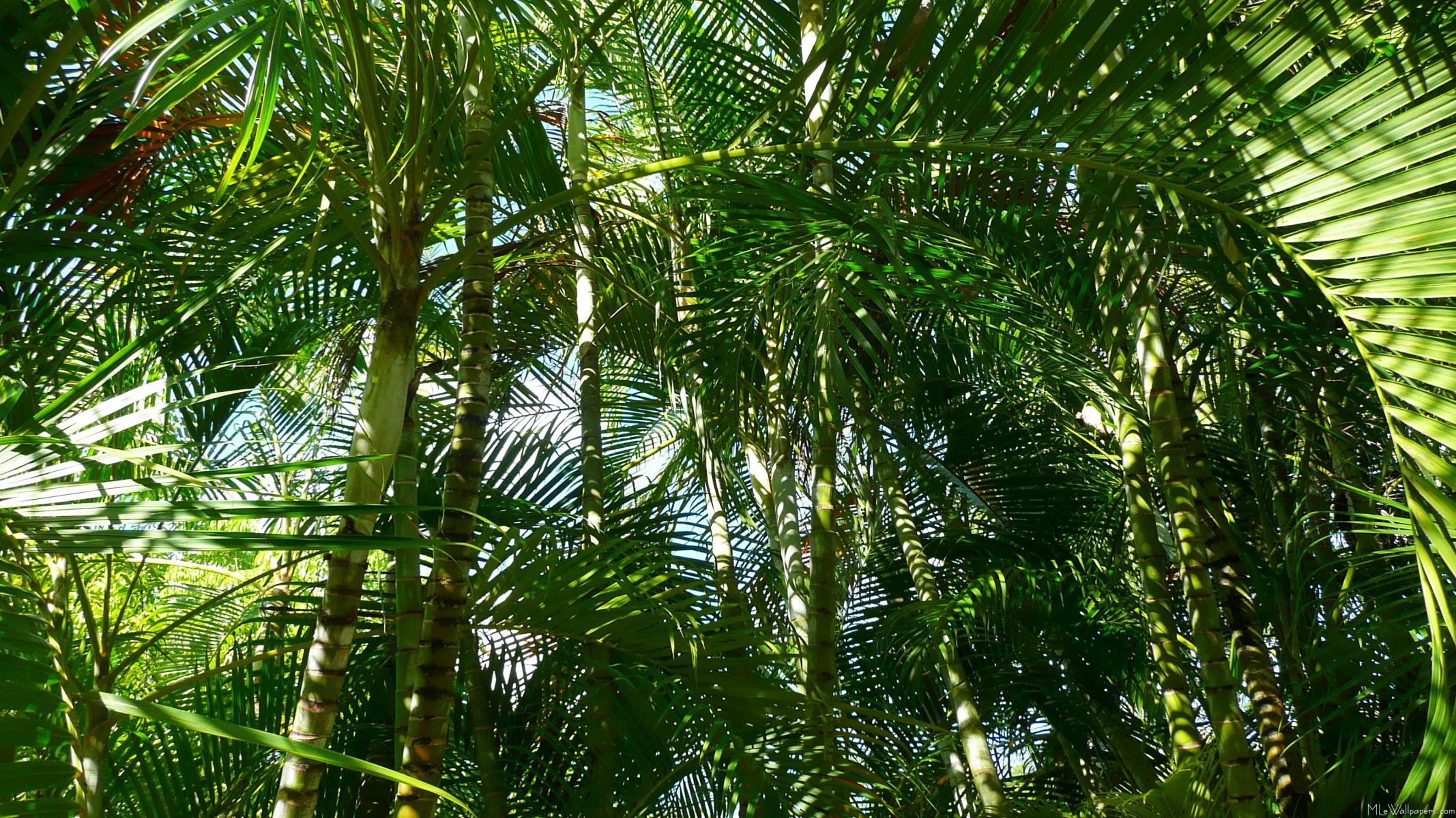 2134x1200 palm wallpaper 158