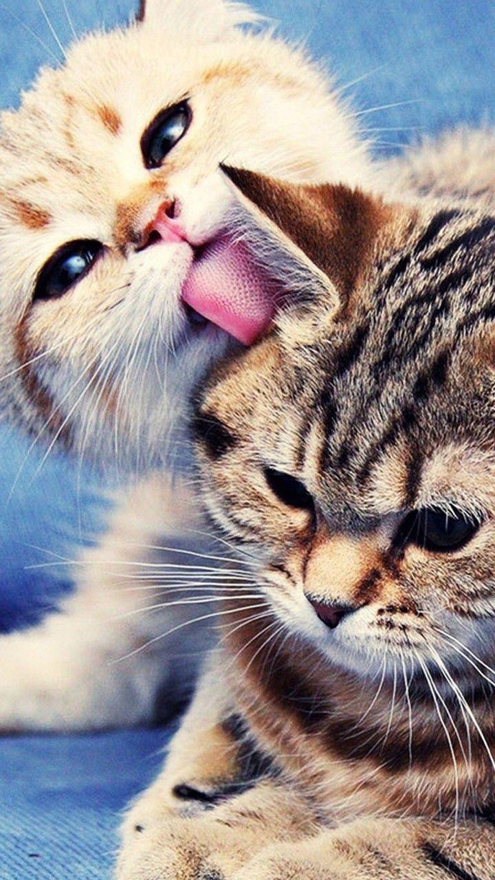720x1280 Cute Cats HD Wallpaper for Galaxy J7