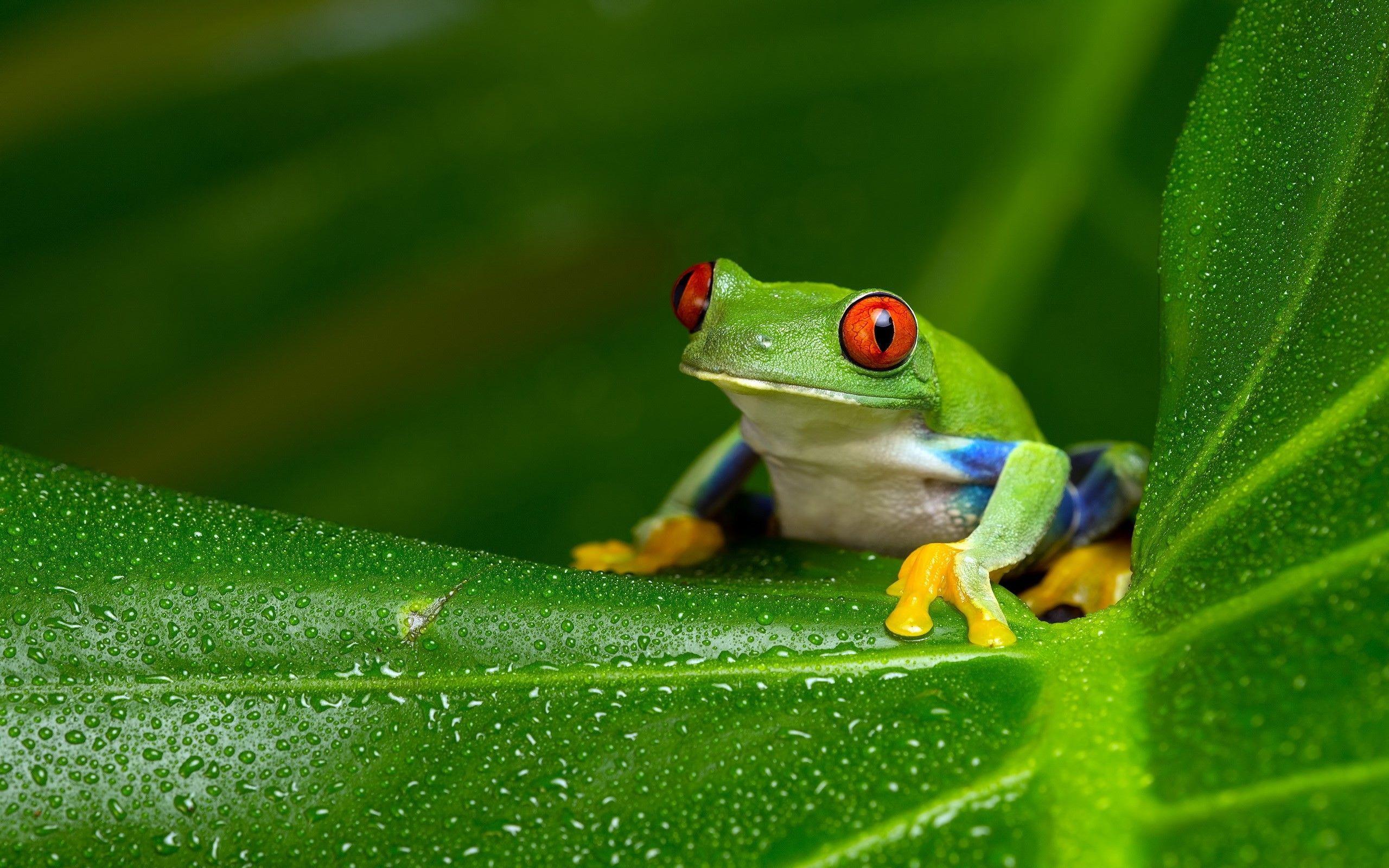 2560x1600 Frog Background