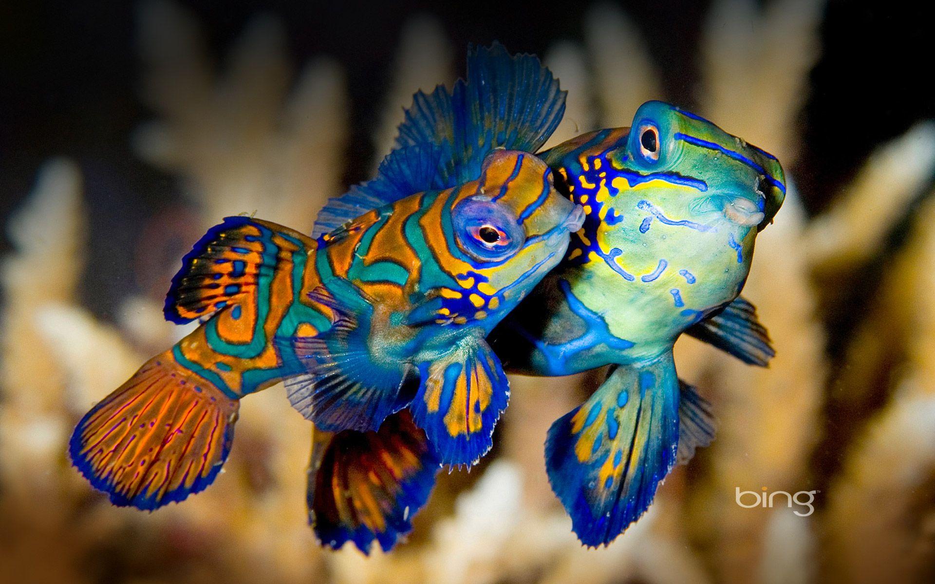 1920x1200 Bing wallpaper Archives