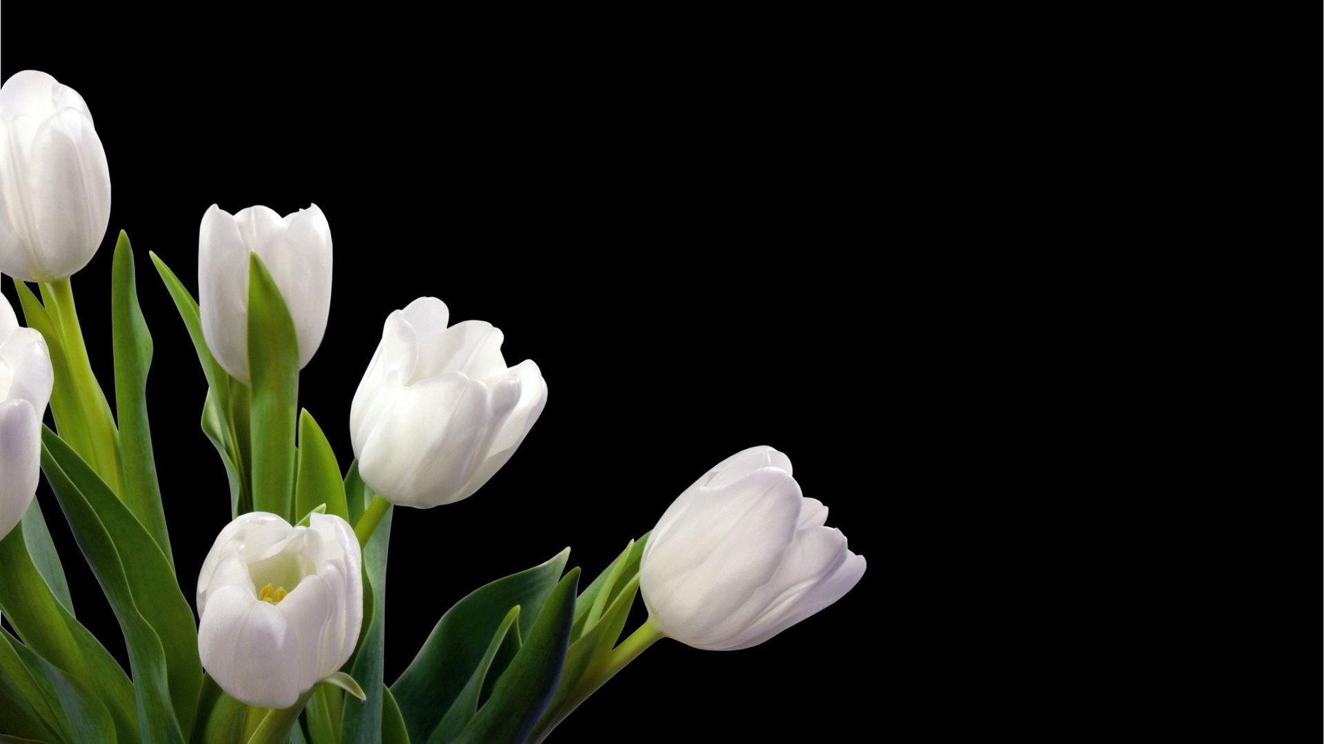 1920x1080 White Tulips Black Background Wallpaper
