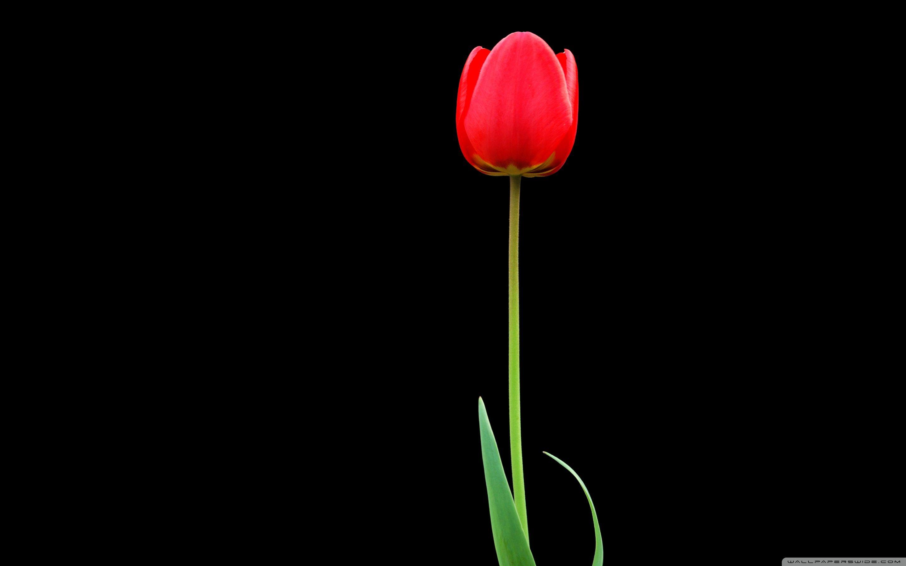 2880x1800 Tulip Ultra HD Desktop Background Wallpaper for 4K UHD TV : Tablet
