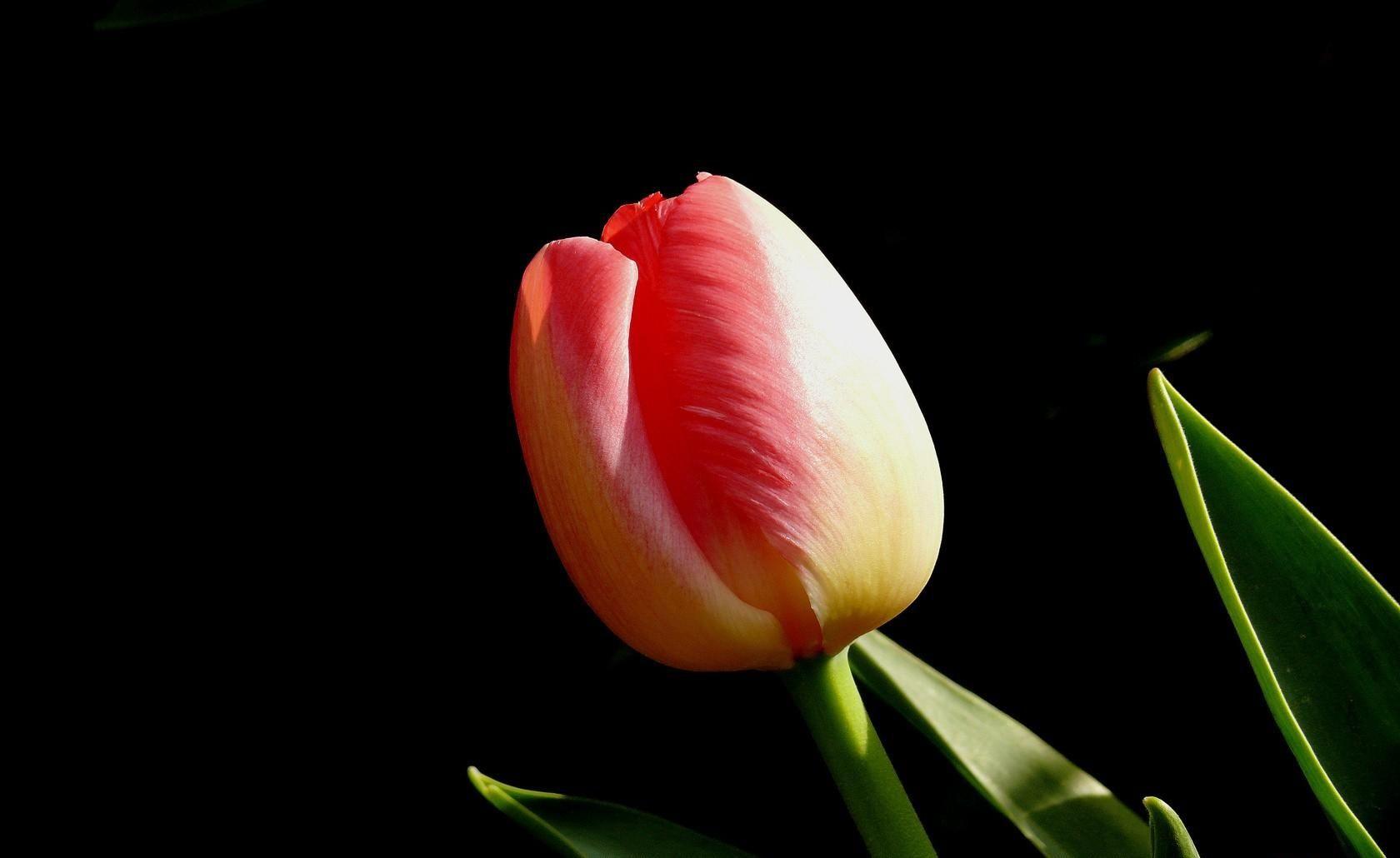 1680x1030 Download wallpaper 1680x1030 tulip, flower, bud, black background HD background