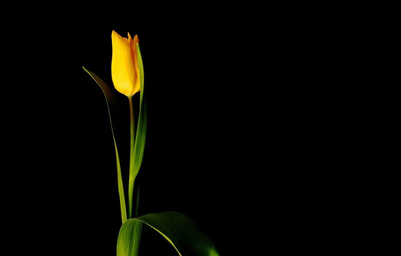 1332x850 Wallpaper flower, minimalism, black background, yellow Tulip image for desktop, section цветы