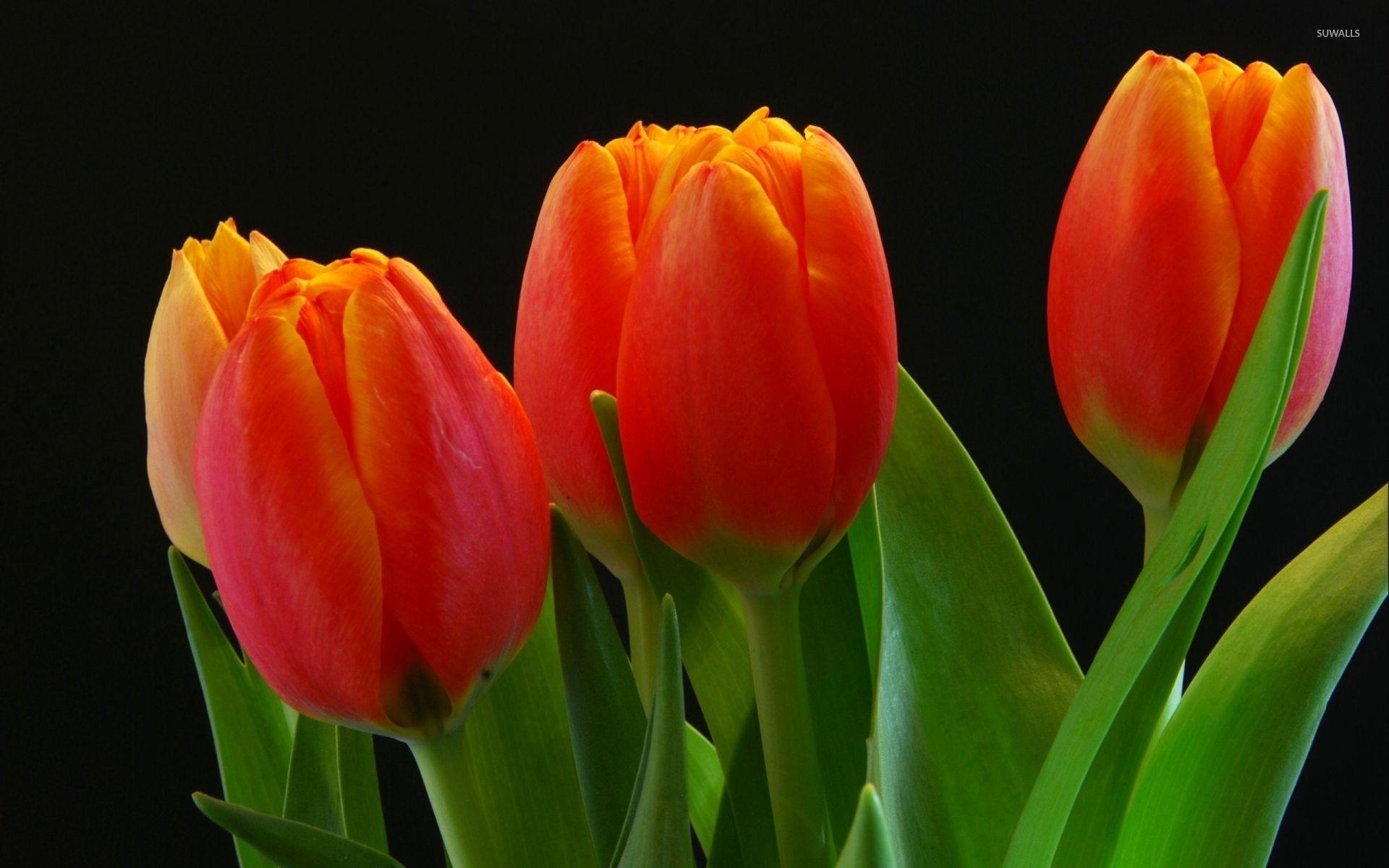 1920x1200 Orange tulips [4] wallpaper wallpaper