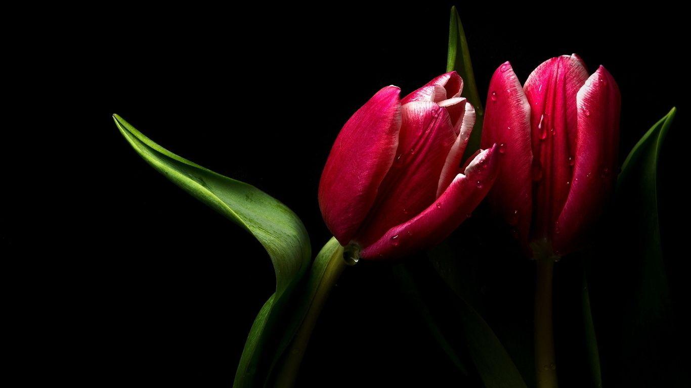 1366x768 Free download Wallpaper two tulip dark background Flowers widescreen [1366x768] for your Desktop, Mobile & Tablet. Explore Widescreen Desktop Wallpaper Dark Flower. Widescreen Flower Garden Wallpaper, HD Flower Desktop