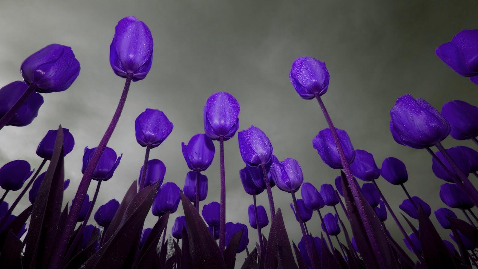 1600x900 Dark Blue Tulips And Dark Sky HD Wallpaper. HD Nature Wallpaper