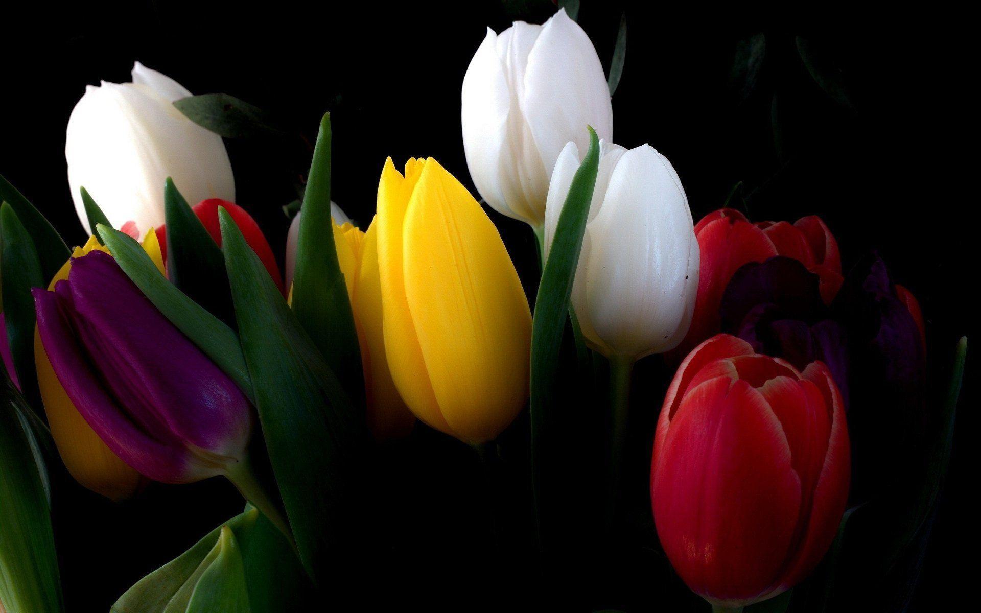 1920x1200 Red white yellow red and purple tulip flowers wallpaper Natural Desktop Wallpaper Red Free HD Wallpaper white Fre. Flower wallpaper, Tulips flowers, Purple tulips