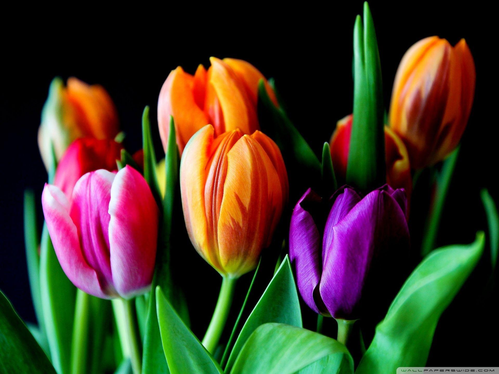 1920x1440 Tulips On Black Background Ultra HD Desktop Background Wallpaper for 4K UHD TV : Widescreen & UltraWide Desktop & Laptop : Tablet