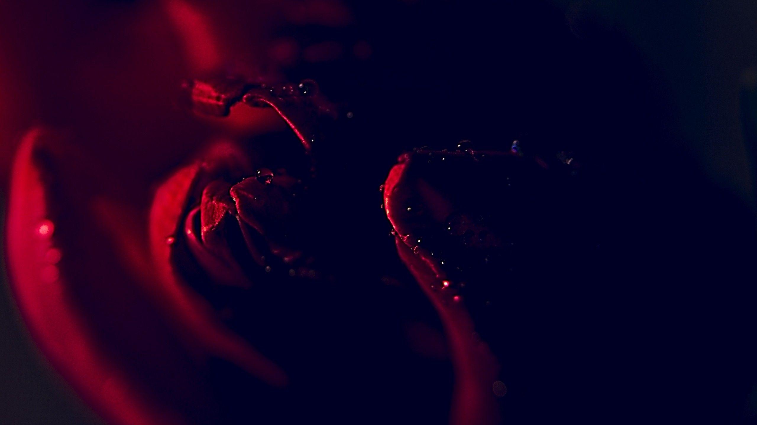 2560x1440 Dark tulip HD Wallpaper Youtube Cover Photo