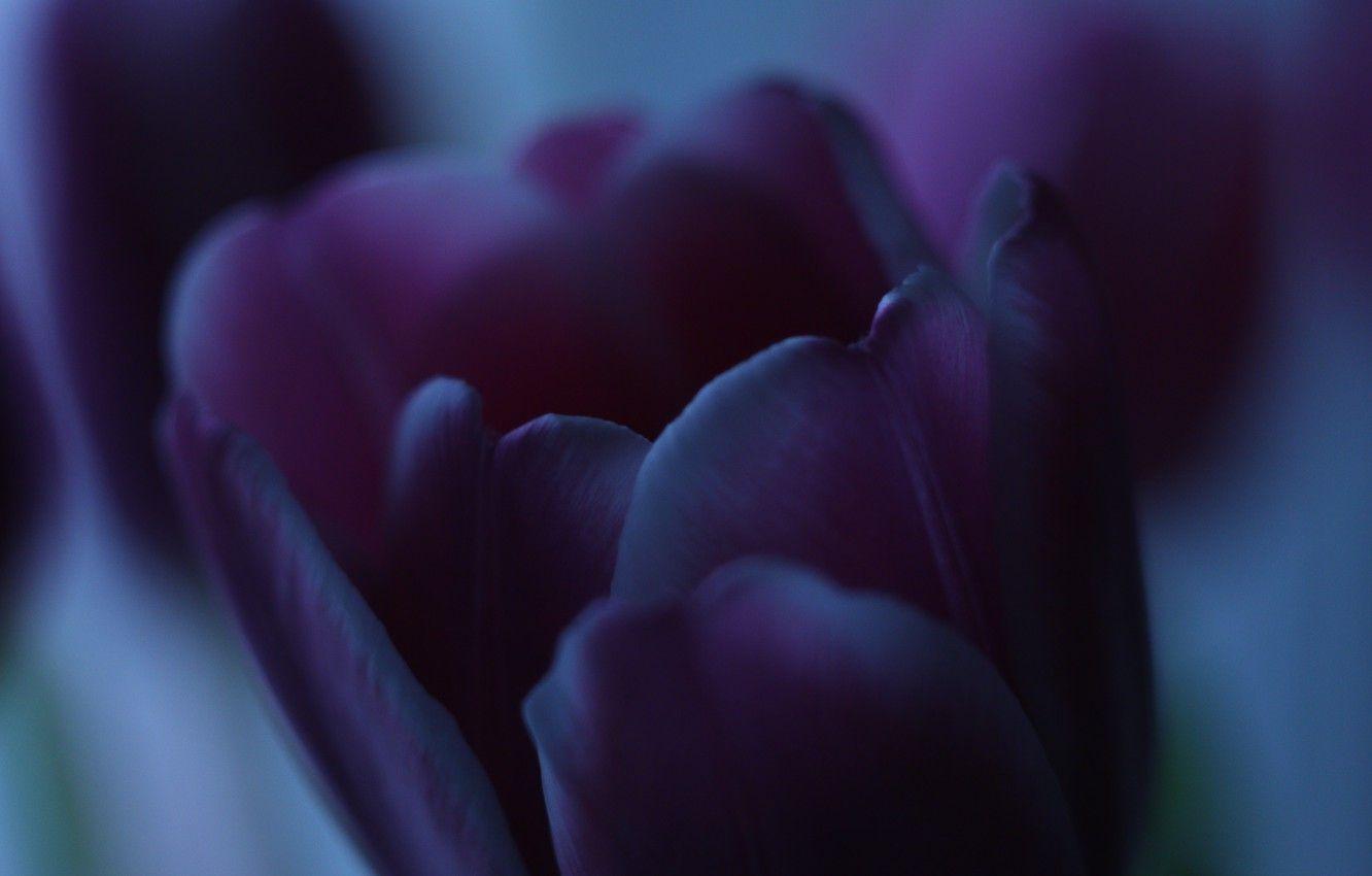 1332x850 Wallpaper dark, light, flowers, beauty, tulips image for desktop, section цветы