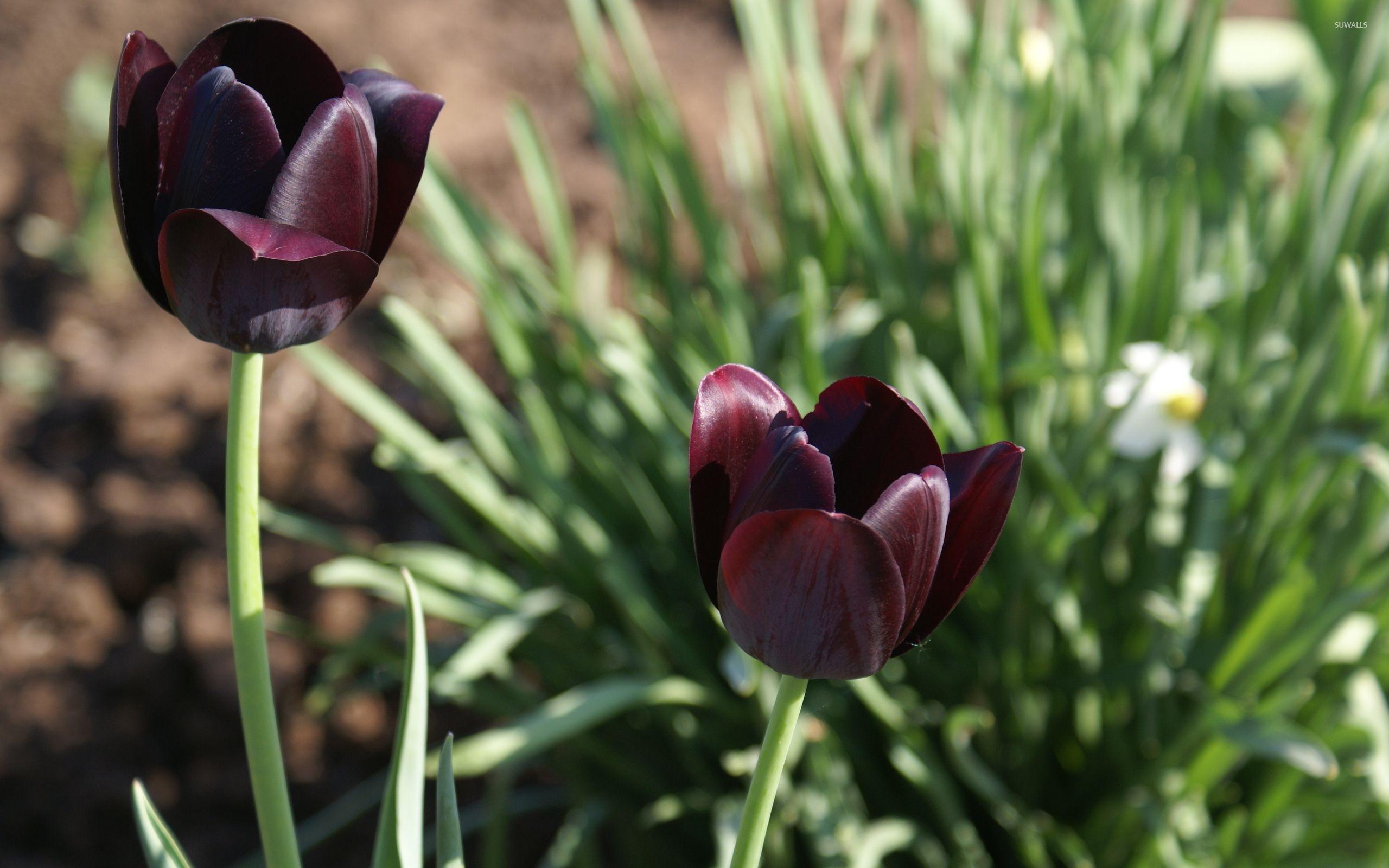 2560x1600 Dark red tulips wallpaper wallpaper