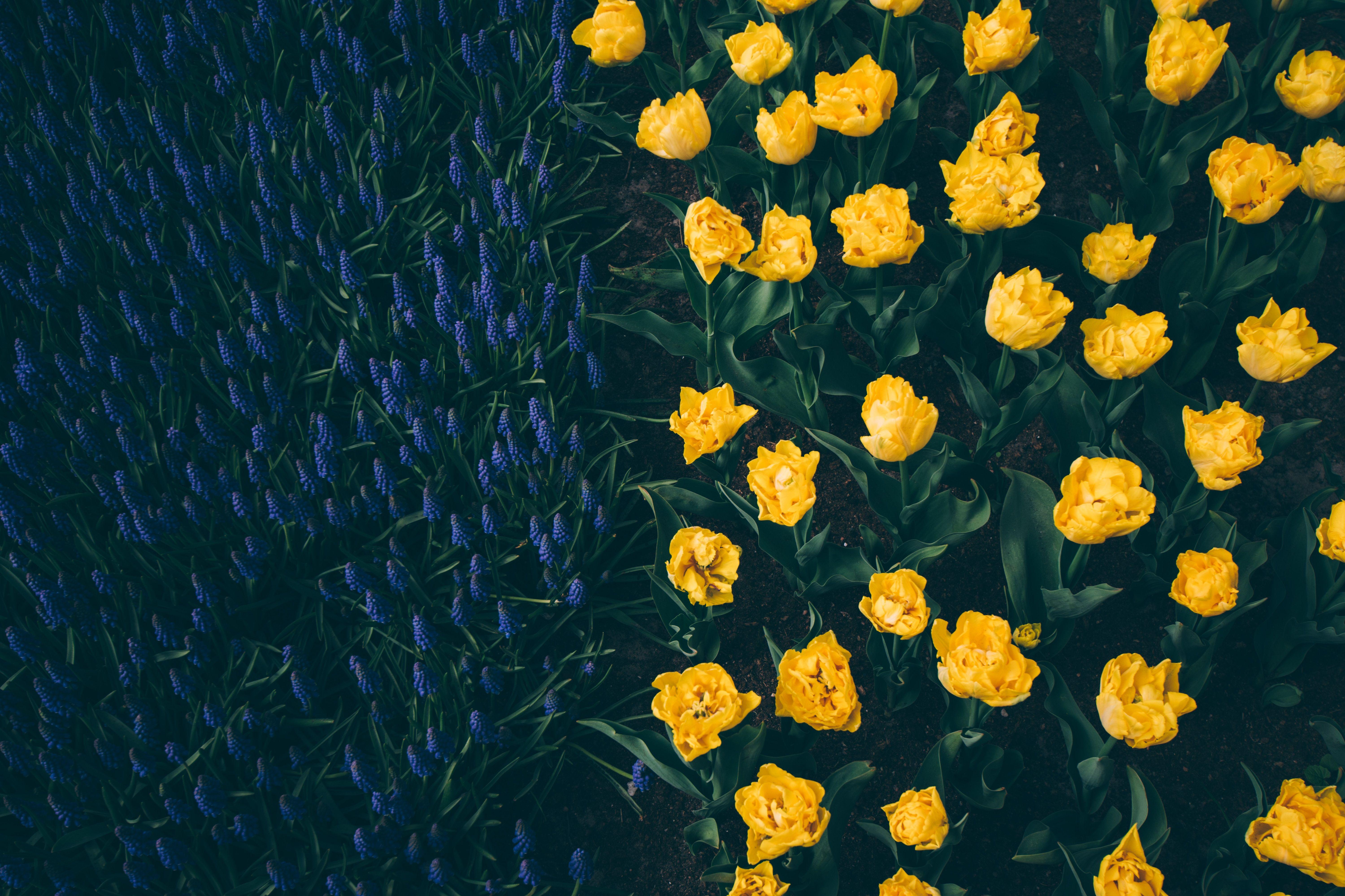 6000x4000 6000x4000 #green, #flower, #tulip, #dark, #divided, #half, #garden, #side, #Public domain image, #bloom, #nature, #tulipa, #blue, #leaf, #grow, #yellow, #keukenhof. Mocah.org HD Desktop Wallpaper