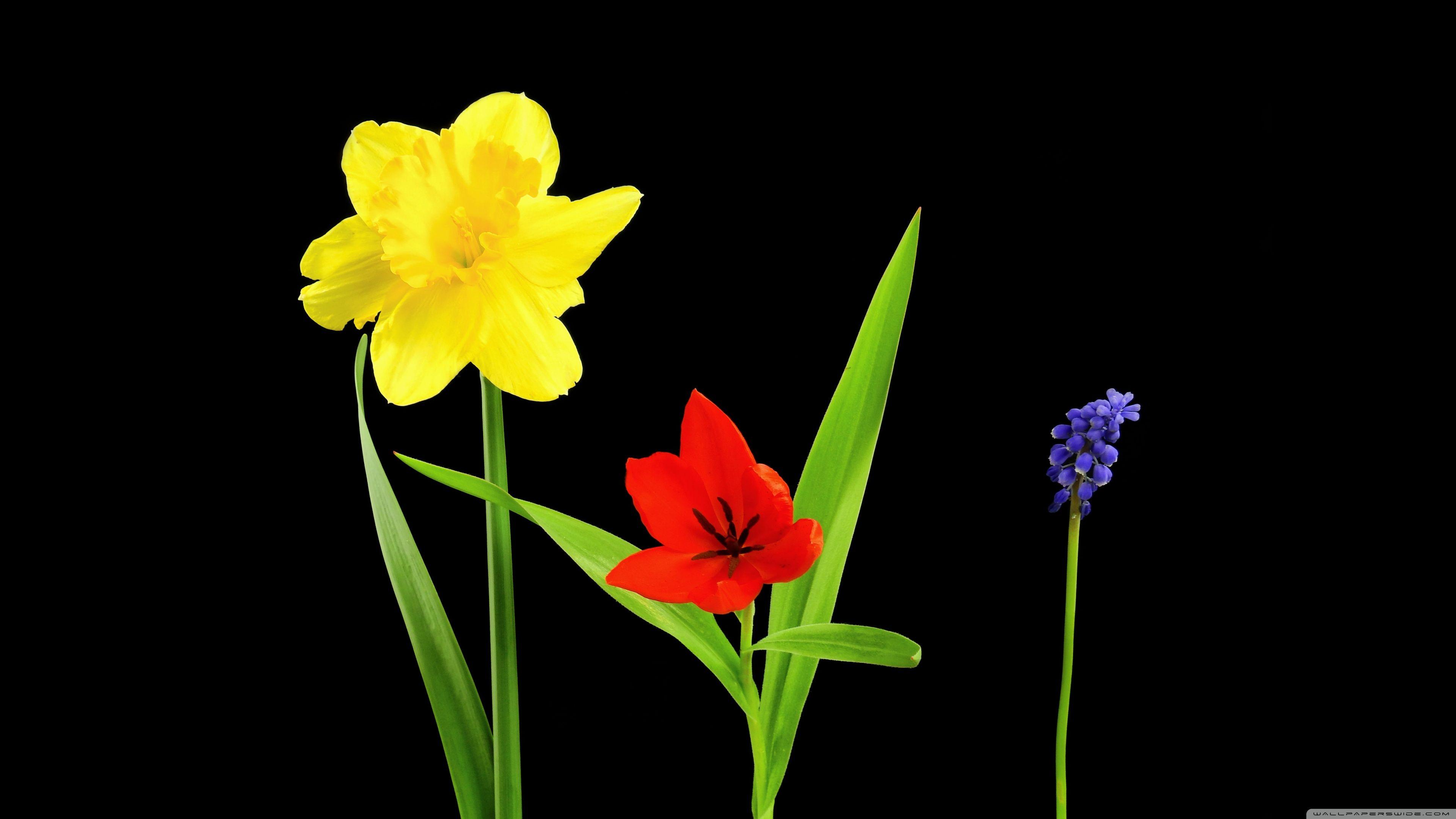 3840x2160 Dark Spring Wallpaper