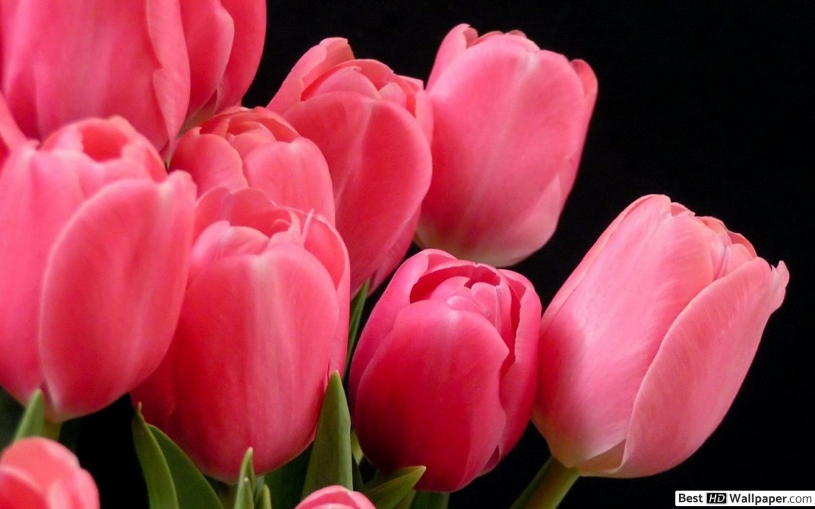 1680x1050 Dark font Pink tulip HD wallpaper download