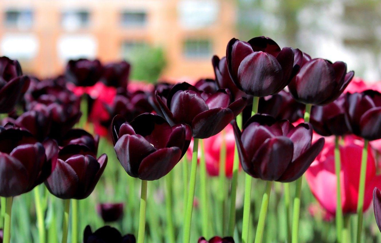 Dark Tulip Desktop Wallpapers - Top Free Dark Tulip Desktop Backgrounds ...