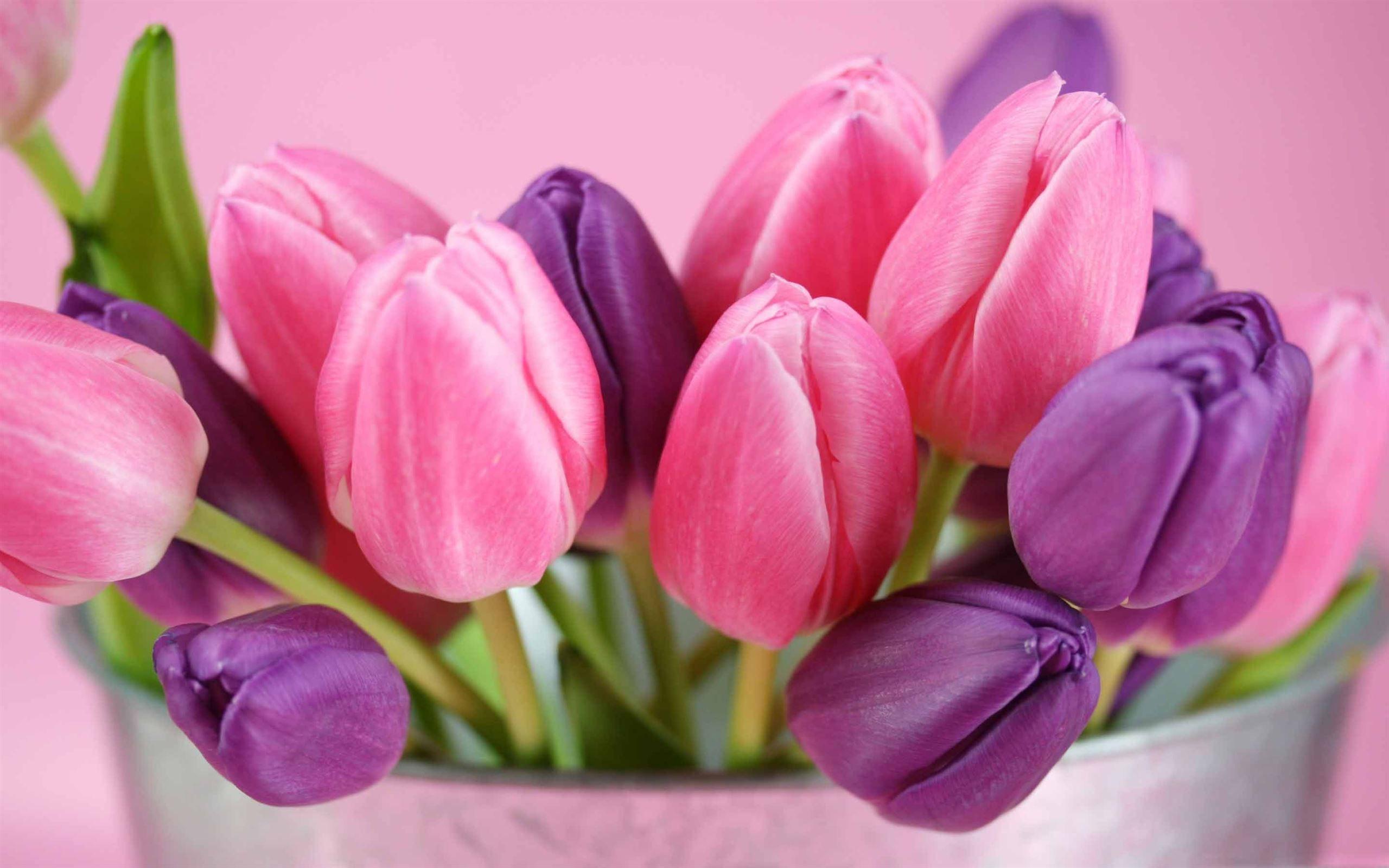 2560x1600 Best tulip Mac Wallpaper Free HD Download