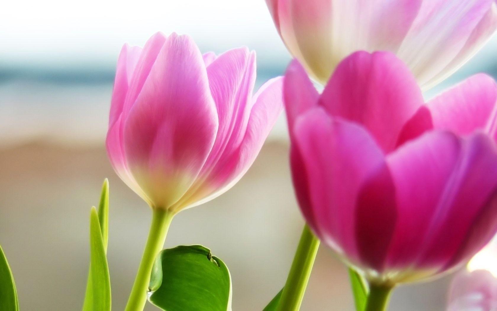 1680x1050 Tulip. Free Download HD Desktop Wallpaper Background Image