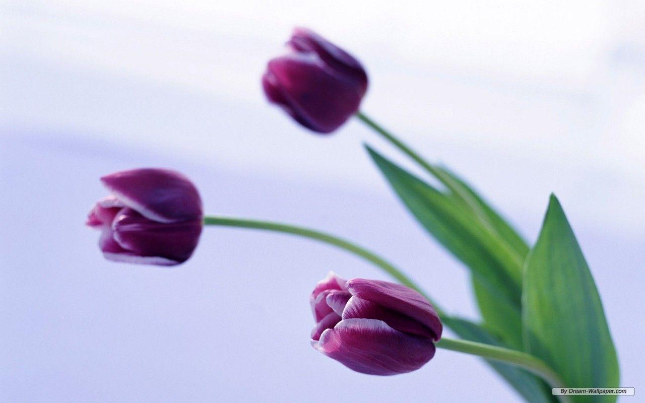 1280x800 Tulips Desktop Wallpaper