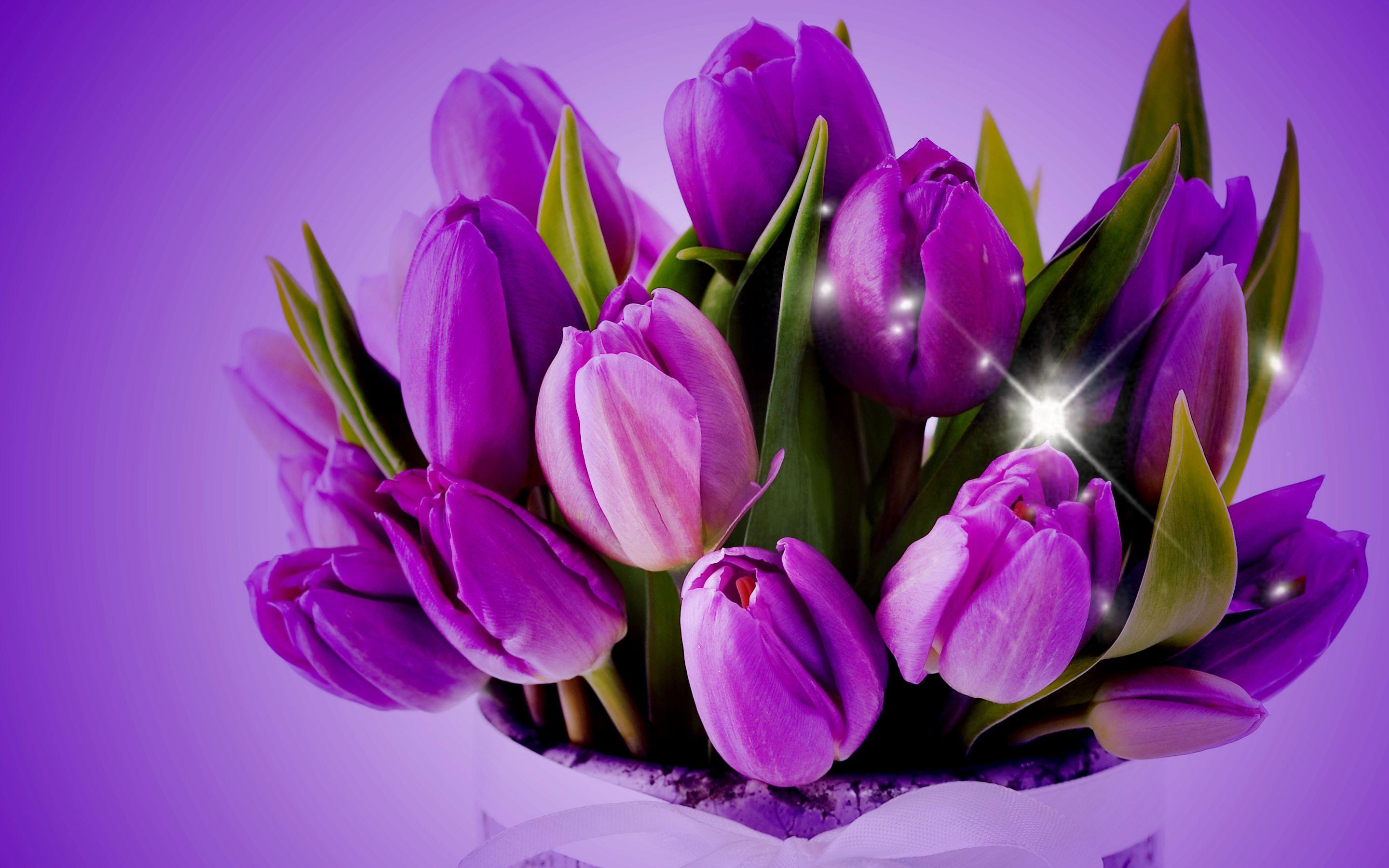 2880x1800 Purple Tulips wallpaperx1800