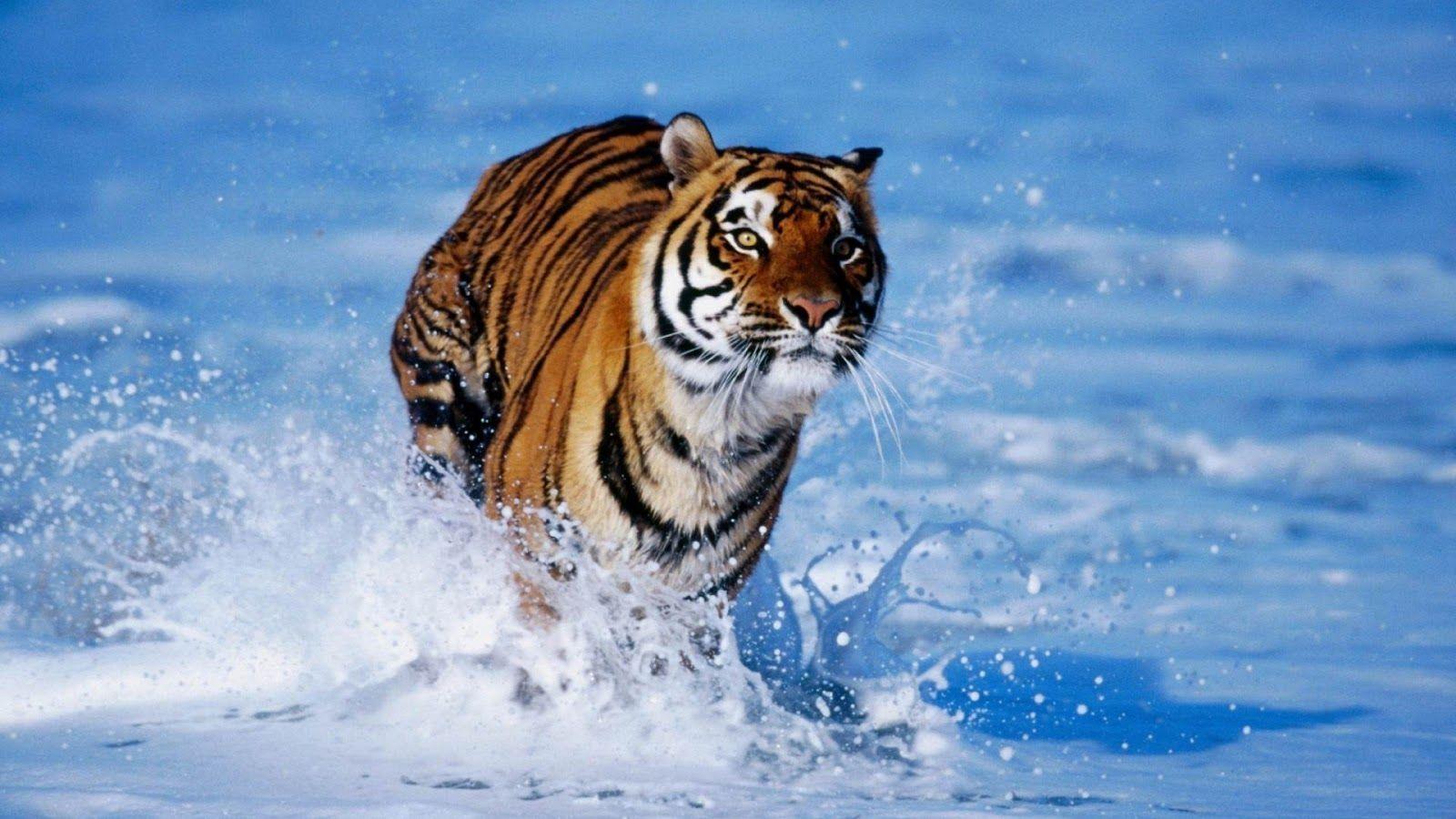 Awesome Cool Animal Wallpapers - Top Free Awesome Cool Animal Backgrounds -  WallpaperAccess