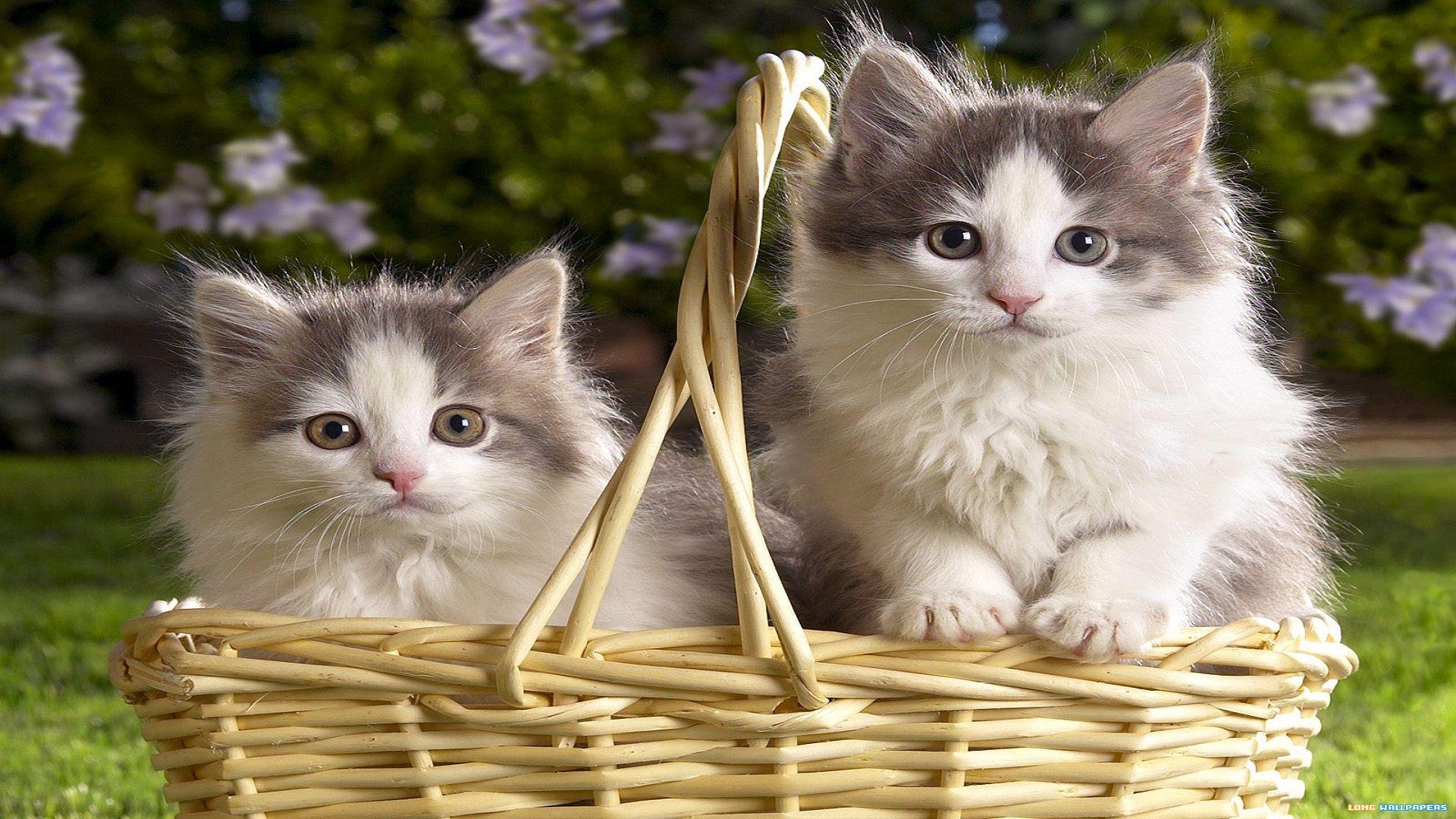 Beautiful Cat HD Wallpapers - Top Free Beautiful Cat HD Backgrounds ...