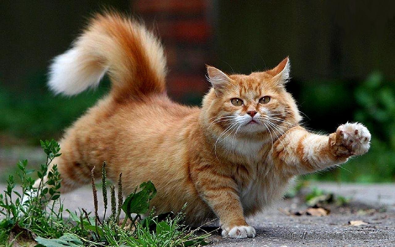 1280x800 Beautiful Cat HD Wallpaper
