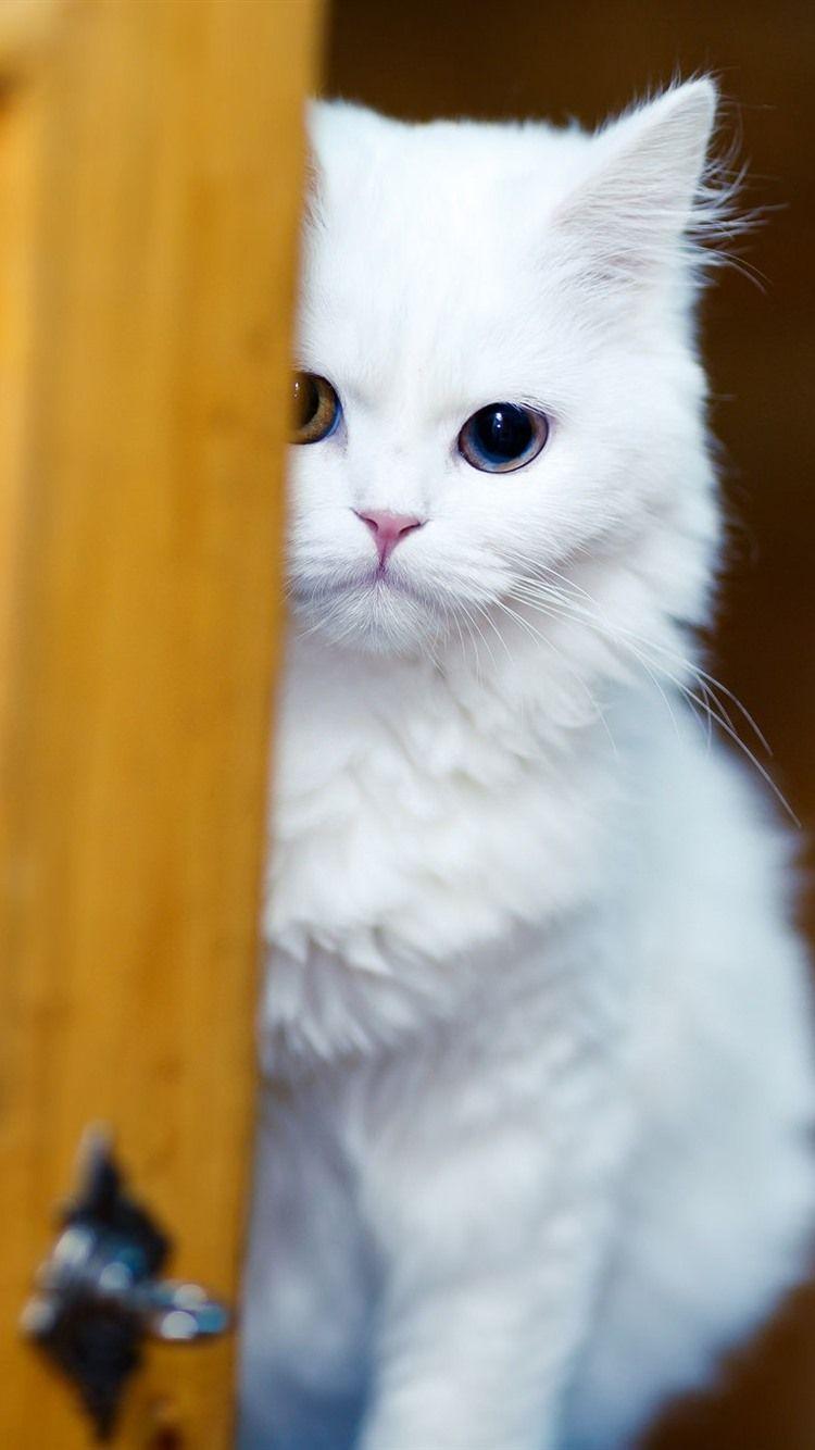 750x1334 Wallpaper White cat look at you, shy 1920x1200 HD Picture, Image