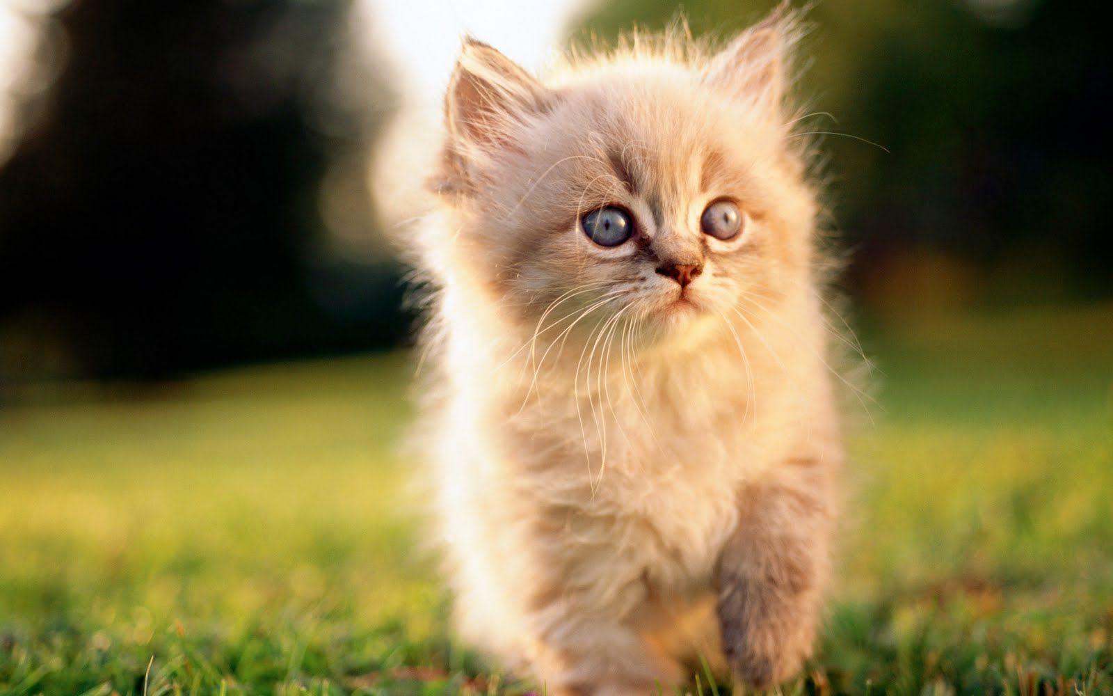 1600x1000 All the Latest and Exclusive HD Wallpaper from around the world.: Beautiful Cat HD Desktop Wallpaper
