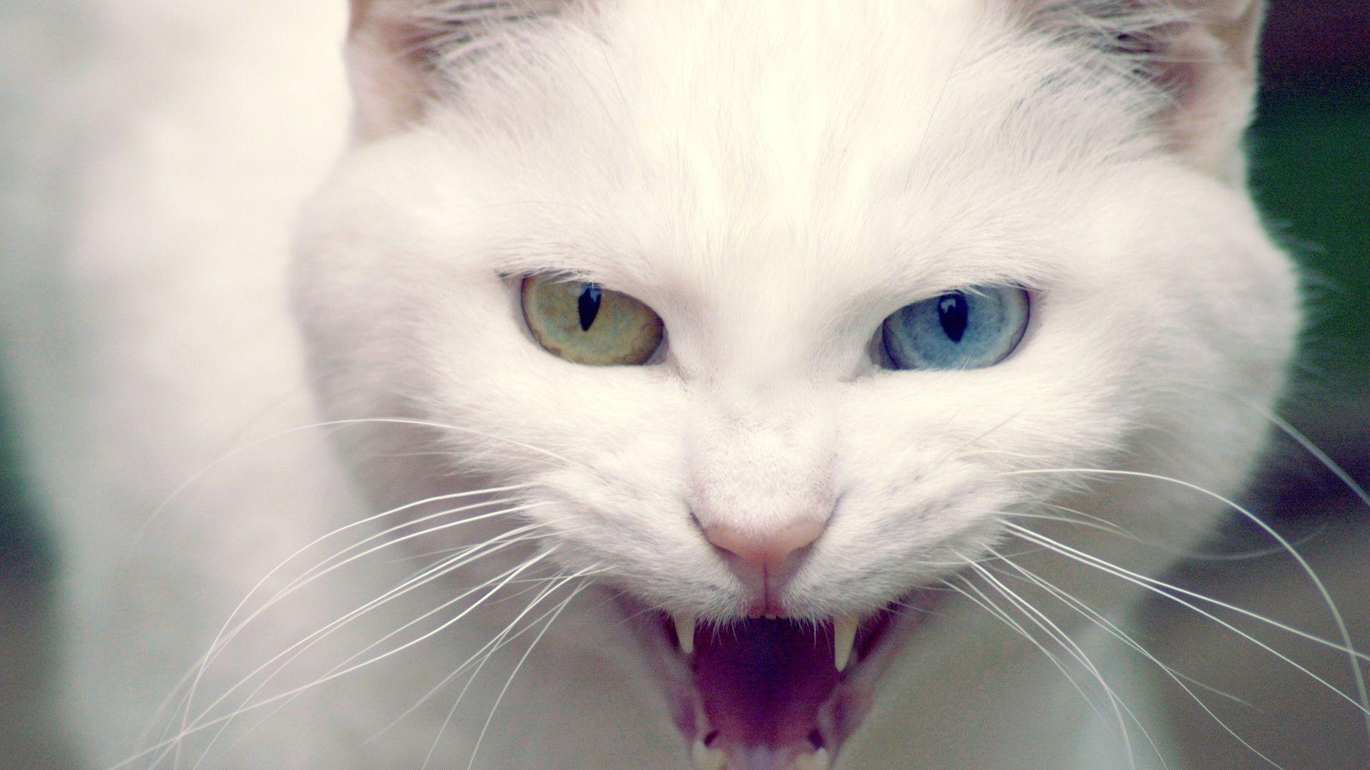 1920x1080 Wild White Cat 346 - Wild Cat HD Wallpaper