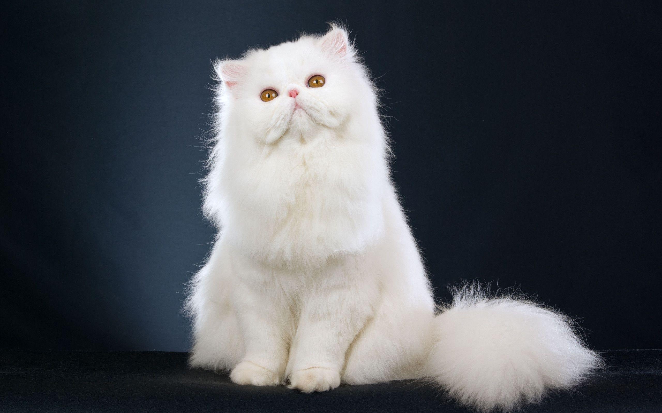 2560x1600 White Cat Wallpaper, Blue Eyes White Cat Wallpaper