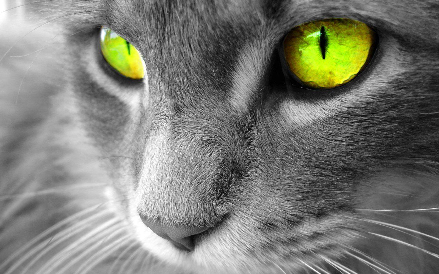 1440x900 Wallpaper Cats. Beautiful Cats Wallpaper, Cute Cats Wallpaper and Pretty Cats Wallpaper