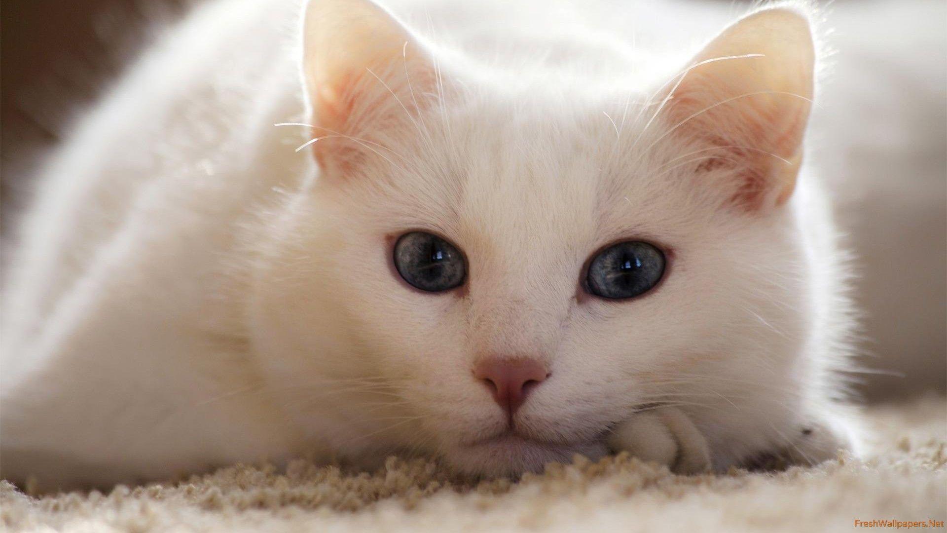 White Cat HD Wallpapers - Top Free White Cat HD Backgrounds ...