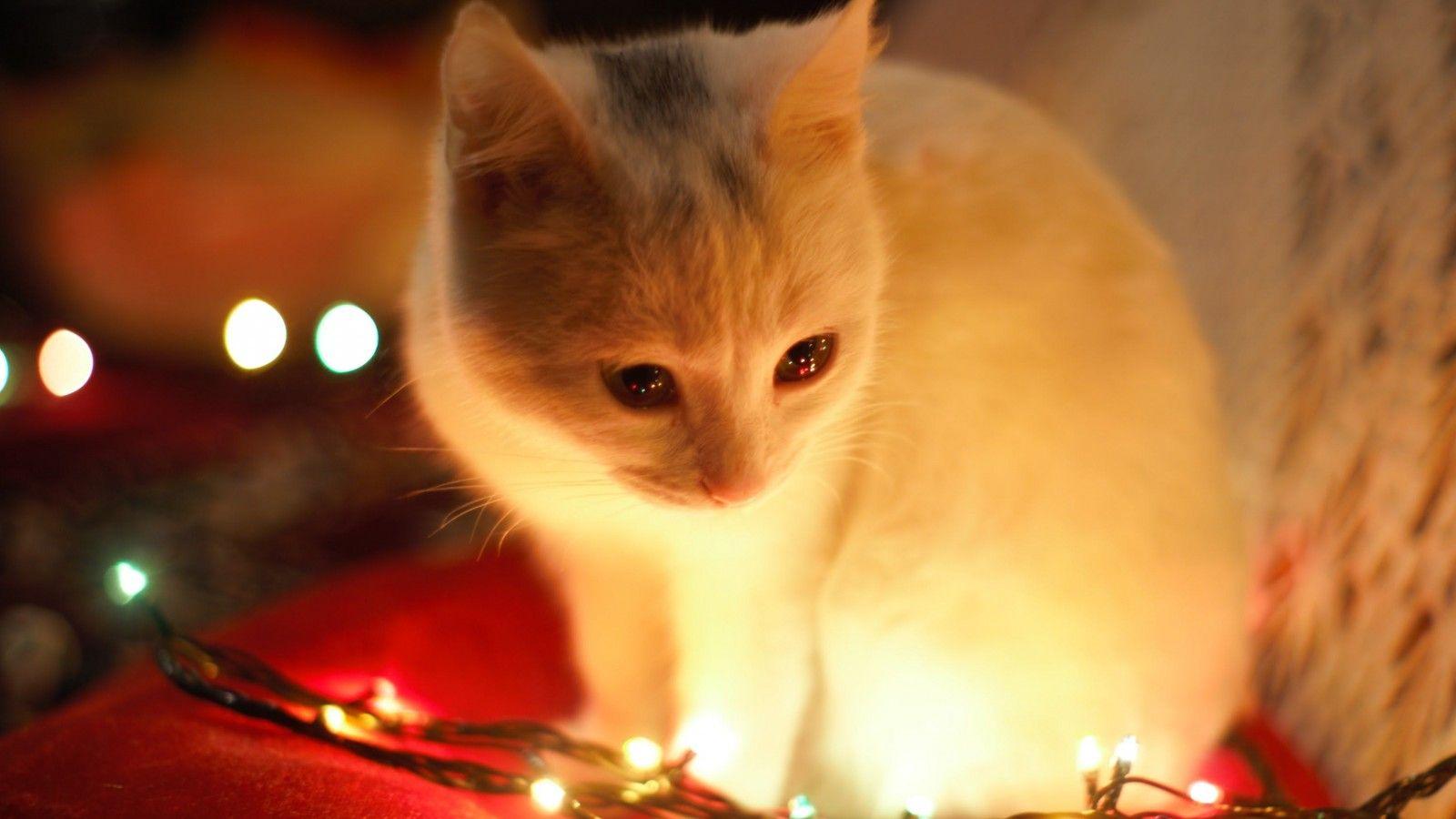 1600x900 White Cat Besides Christmas Lights HD Wallpaper 1600x900