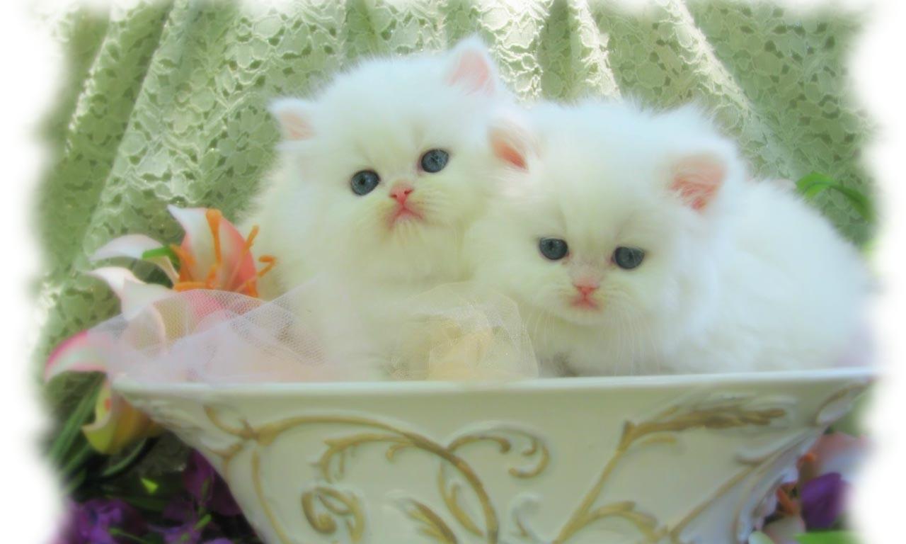 1280x768 Beautiful White Cat New Wallpaper In HD