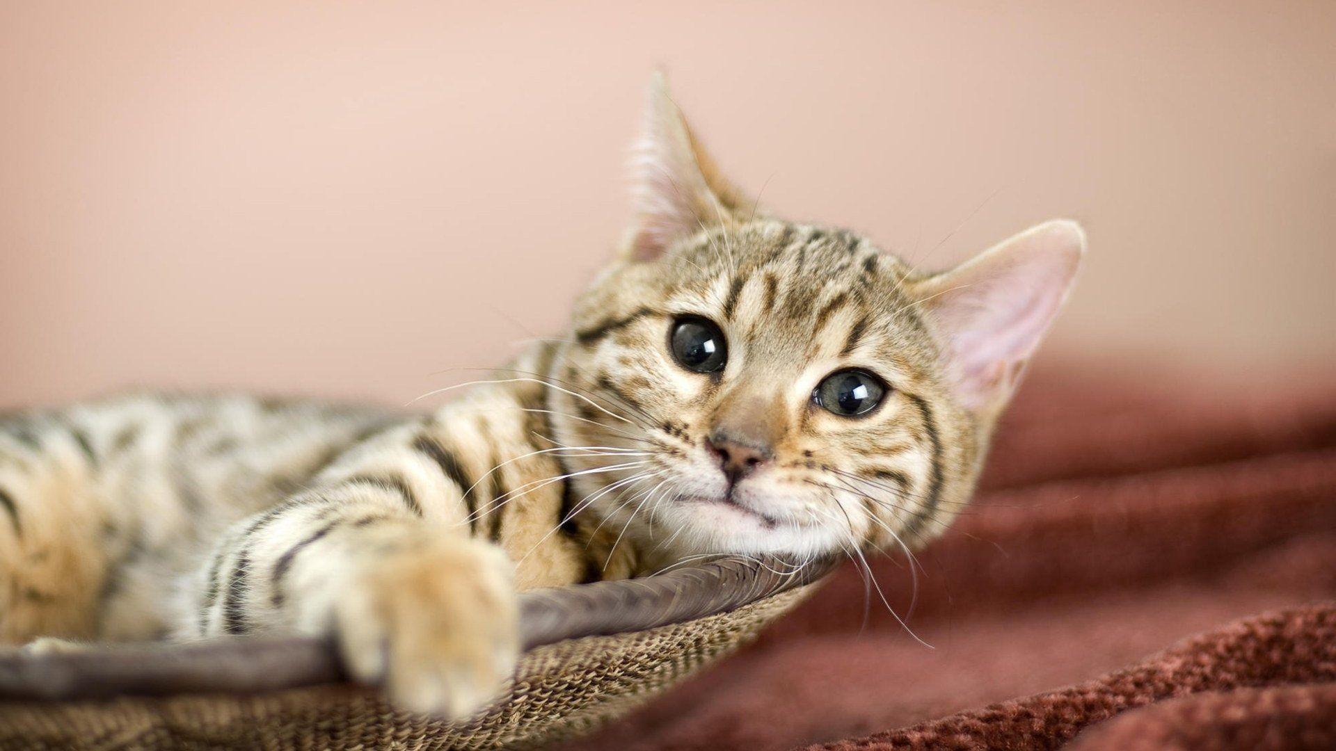 1920x1080 Beautiful Cat HD wallpaper