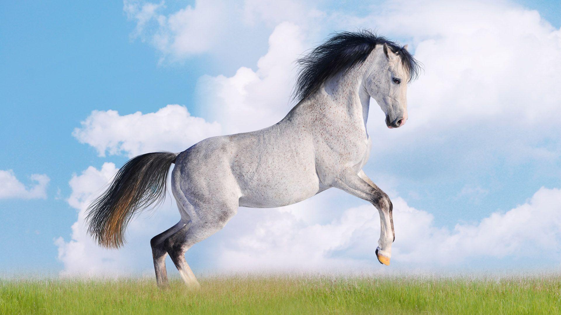 1920x1080 Amazing Animal Wallpaper