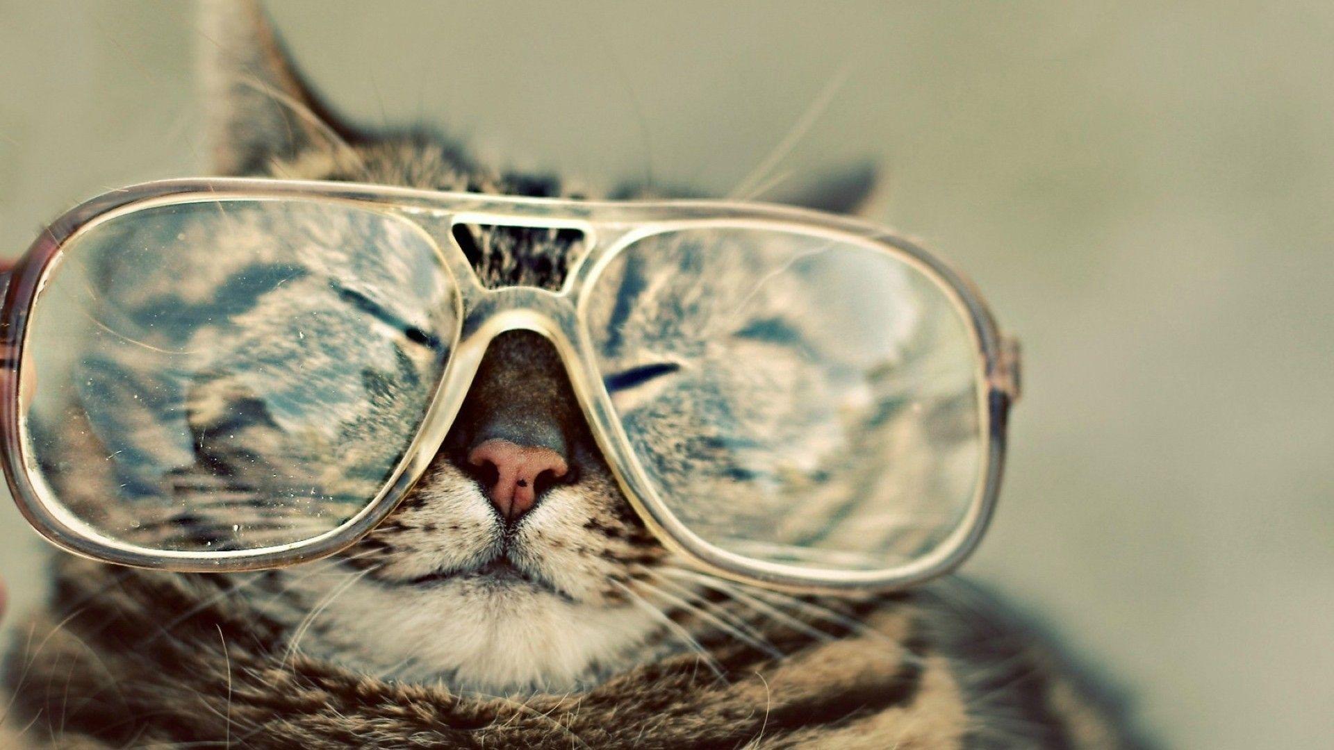 1920x1080 Funny Animal Desktop Wallpaper