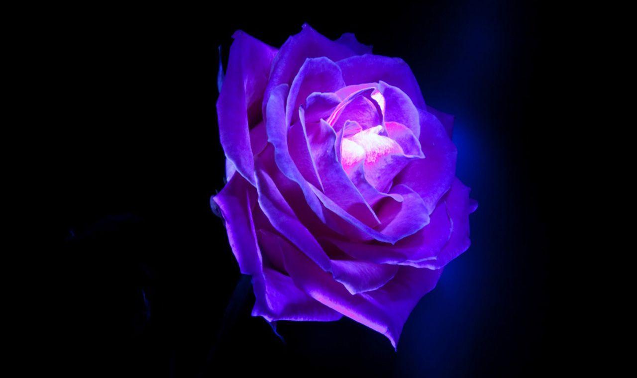 1280x760 Cool Flowers Background