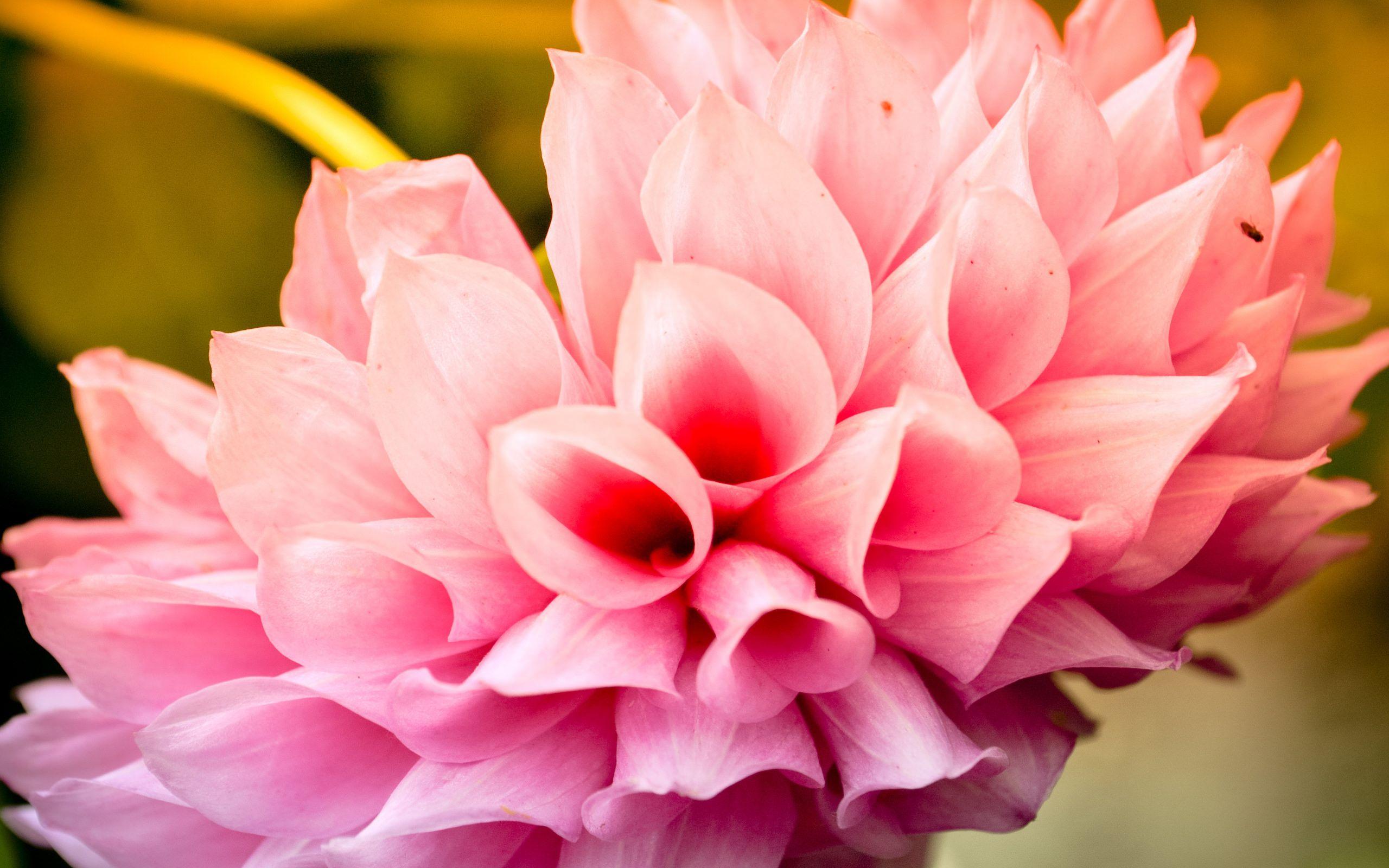 2560x1600 Flowrs Background. Flowrs Background