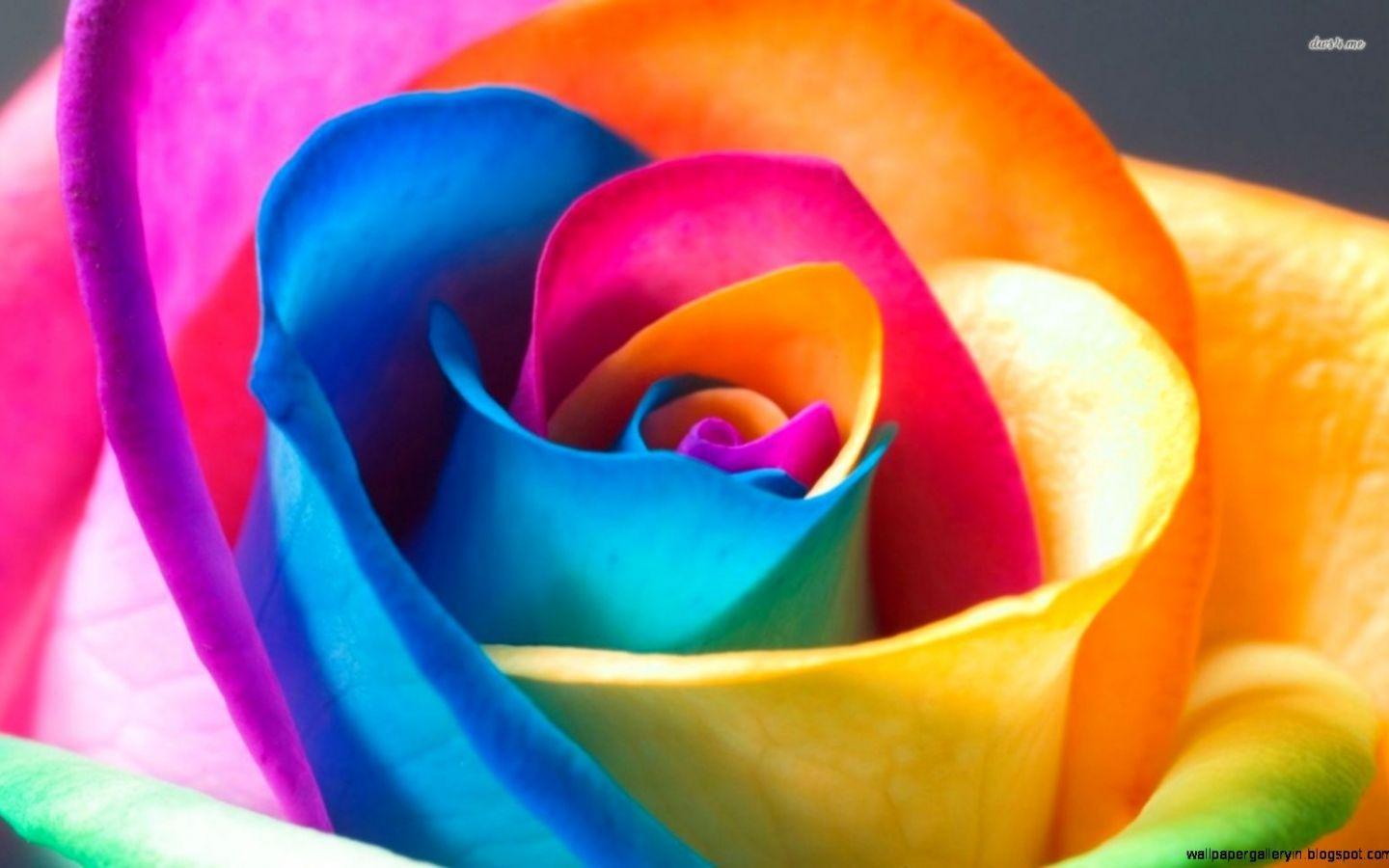 1440x900 Free download Cool Flowers Wallpaper PC 42 Cool Flowers Background [1579x966] for your Desktop, Mobile & Tablet. Explore Cool Flower WallpaperD Flower Desktop Wallpaper, Free Desktop Flowers Wallpaper