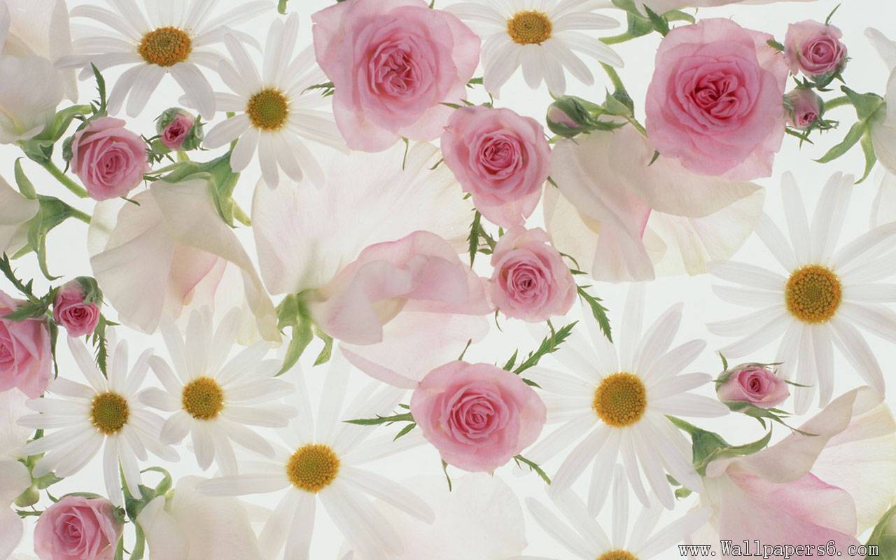1280x800 Free Download Wallpaper For Pc Flowers