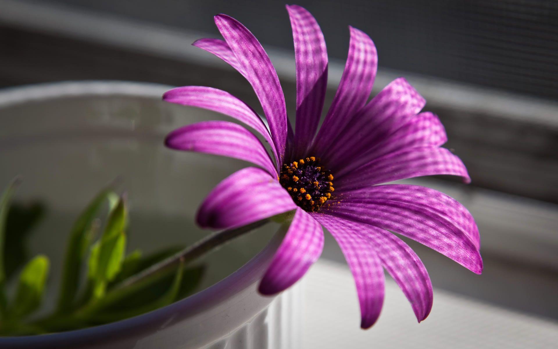 1920x1200 Cool Flowers wallpaperx1200