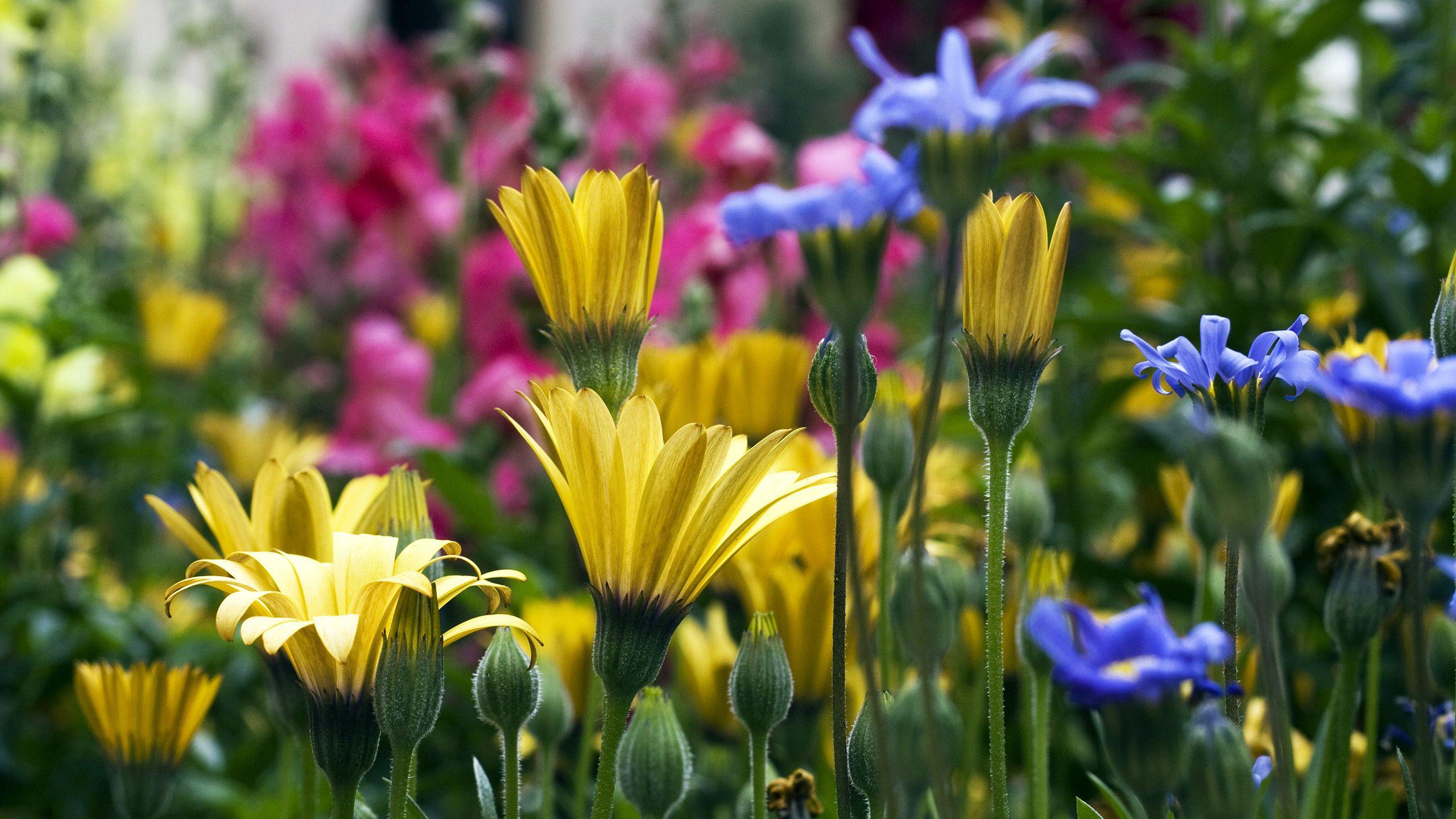 2560x1440 Free download Yellow blue and pink flowers wallpaper and image wallpaper [2560x1440] for your Desktop, Mobile & Tablet. Explore Blue and Yellow Floral Wallpaper. Yellow Flower Wallpaper, Bold Floral