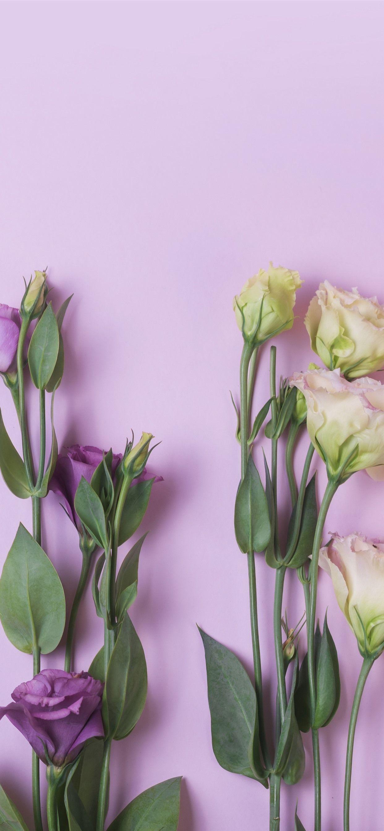 1242x2688 Pink, Yellow, Purple, Eustoma Flowers 1242x2688 IPhone 11 Pro XS Max Wallpaper, Background, Picture, Image