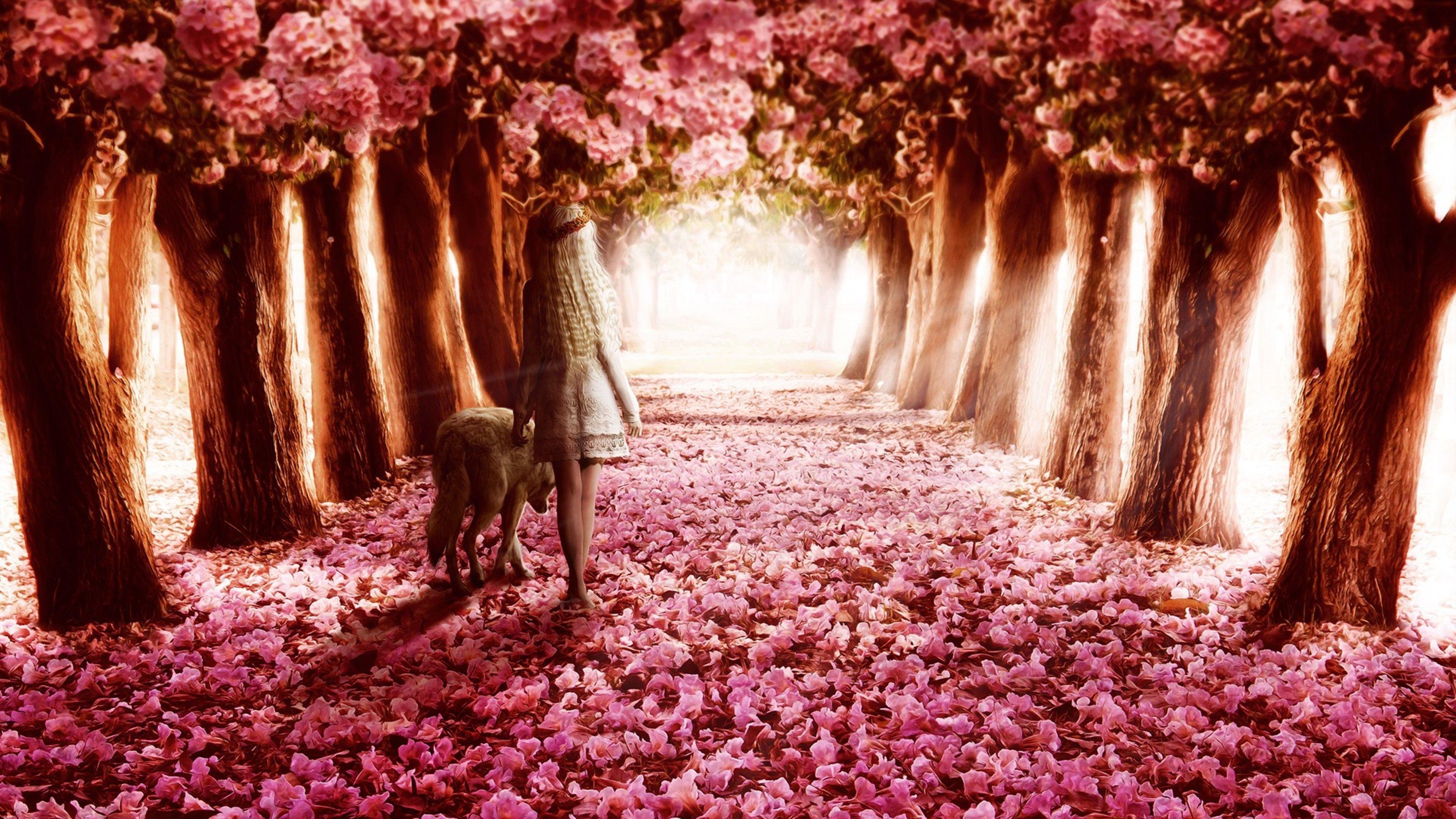 3840x2160 Pink Flowers Path Laptop Full HD 1080P HD 4k Wallpaper, Image, Background, Photo and Picture
