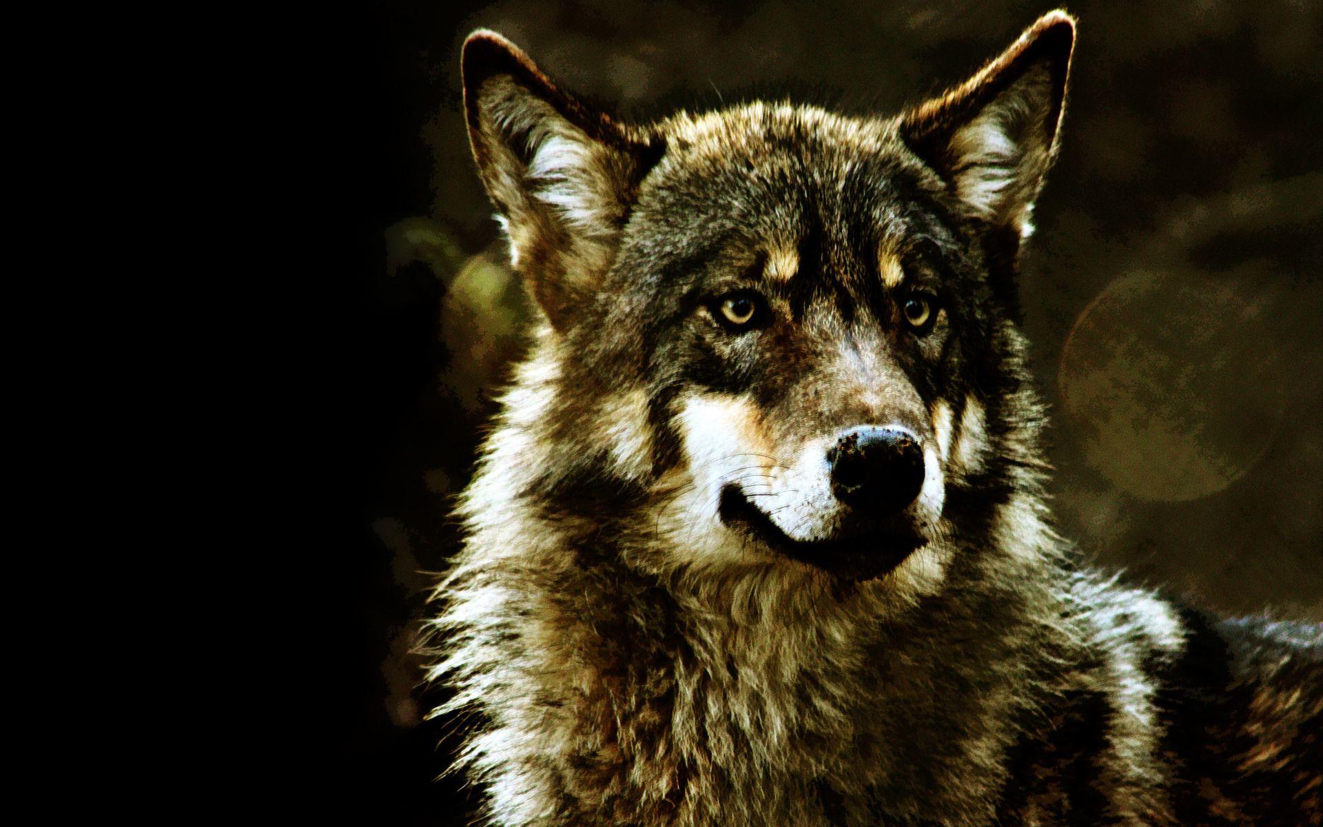 1920x1200 Wolf Background, Wallpaper, Image, Picture. Design Trends PSD, Vector Downloads