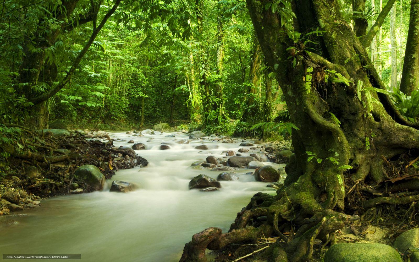 1600x1000 Malaysia Jungle Wallpaper
